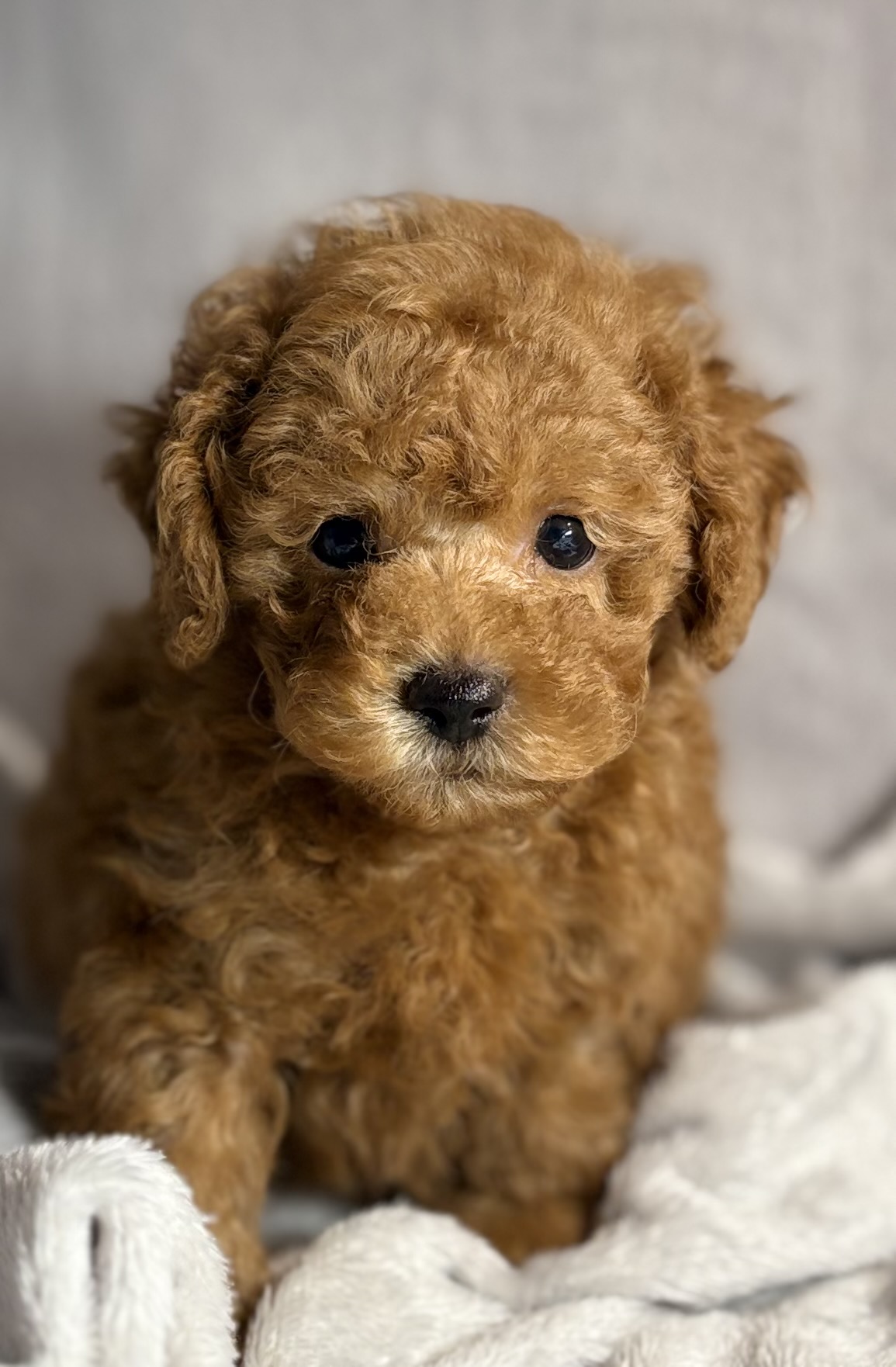 Louie Tcup Tiny Toy Poodle