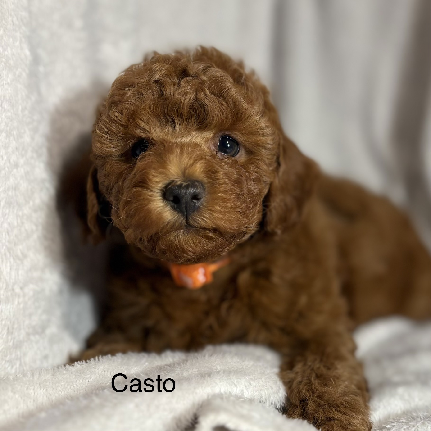 Casto - Red Male