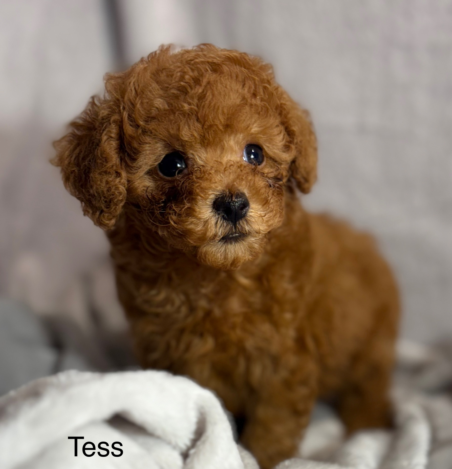 Tess Tcup Tiny Toy Poodle.