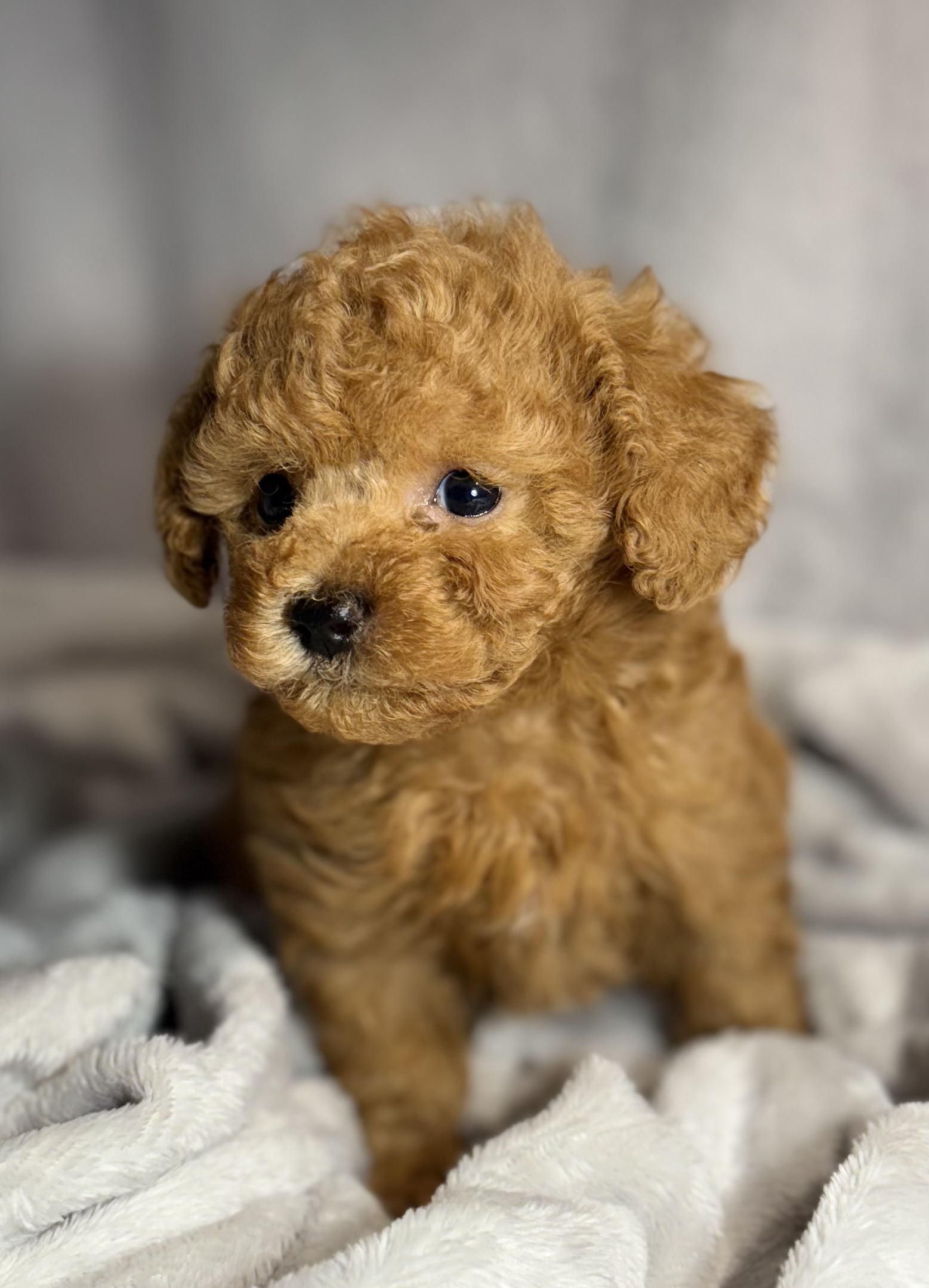 Theo Tcup Tiny Toy Poodle