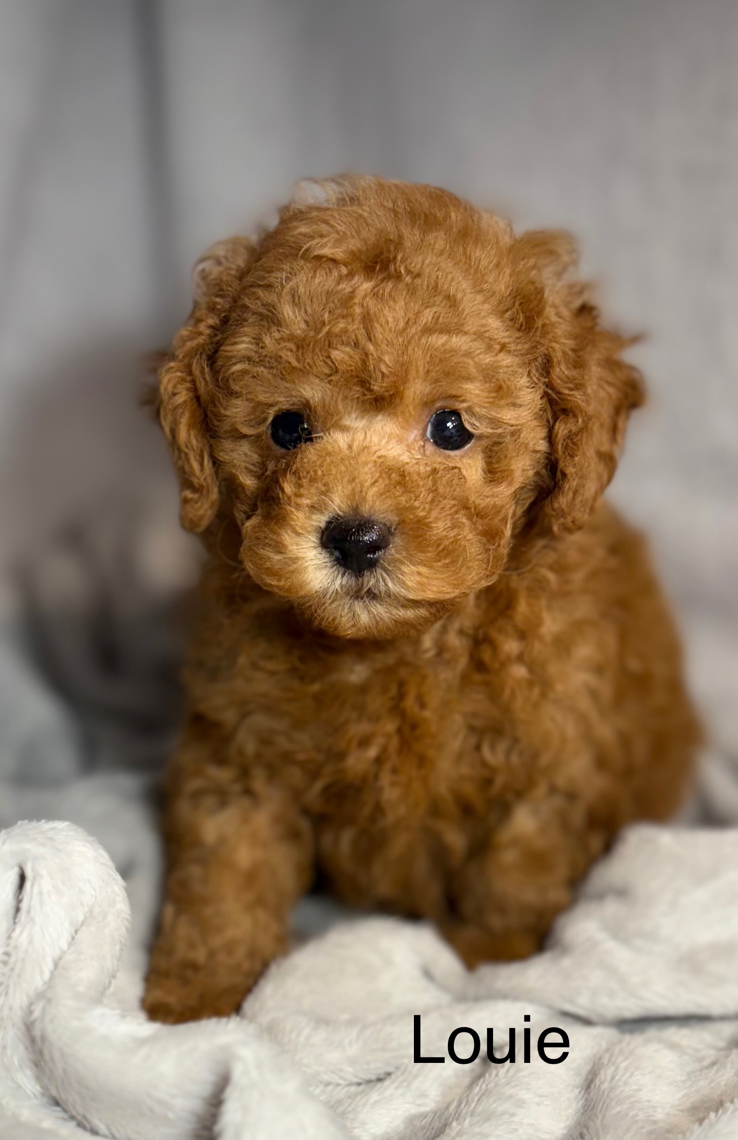 Louie Tcup Tiny Toy Poodle