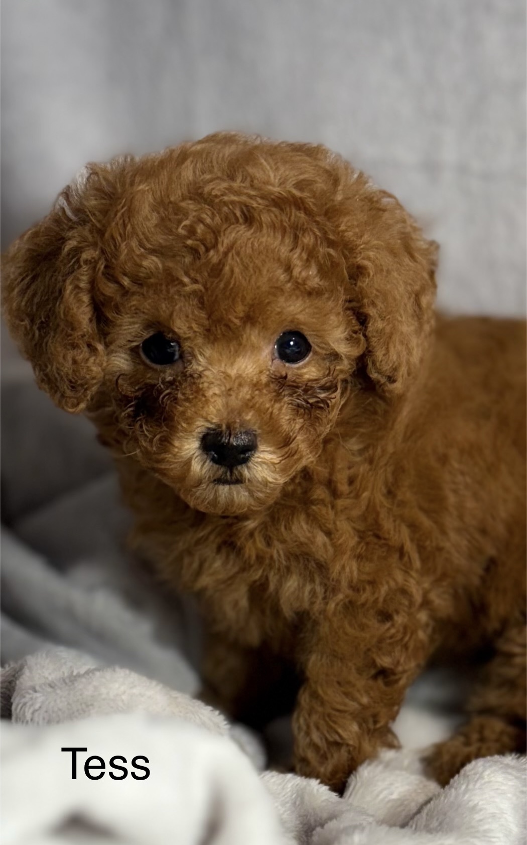 Tess Tcup Tiny Toy Poodle. 