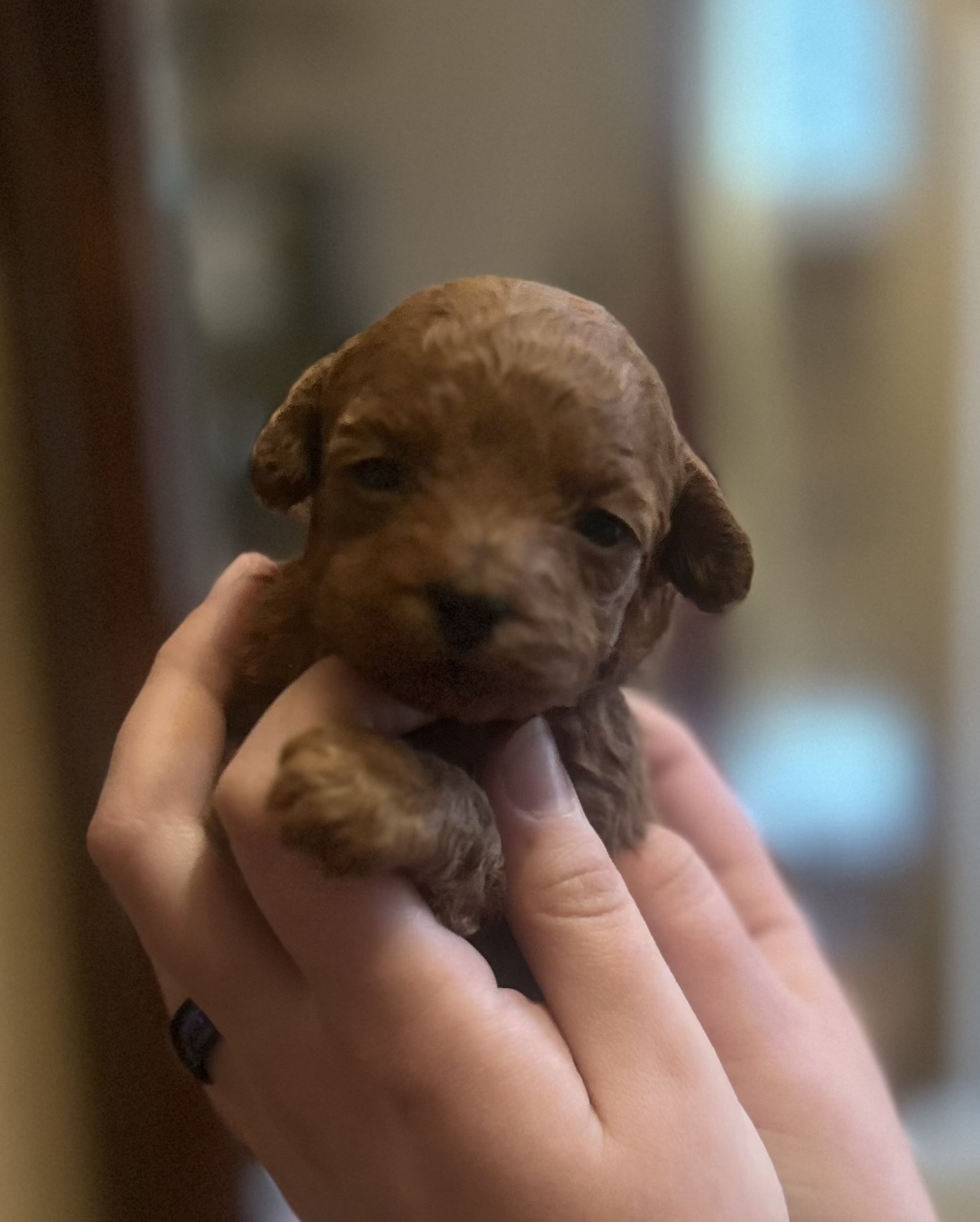Welcoming New Little Joys in July
