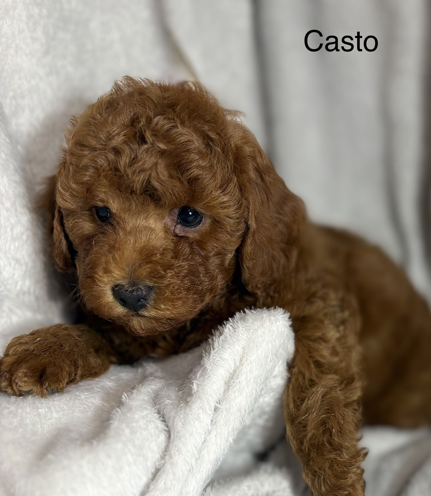 Casto - Red Male