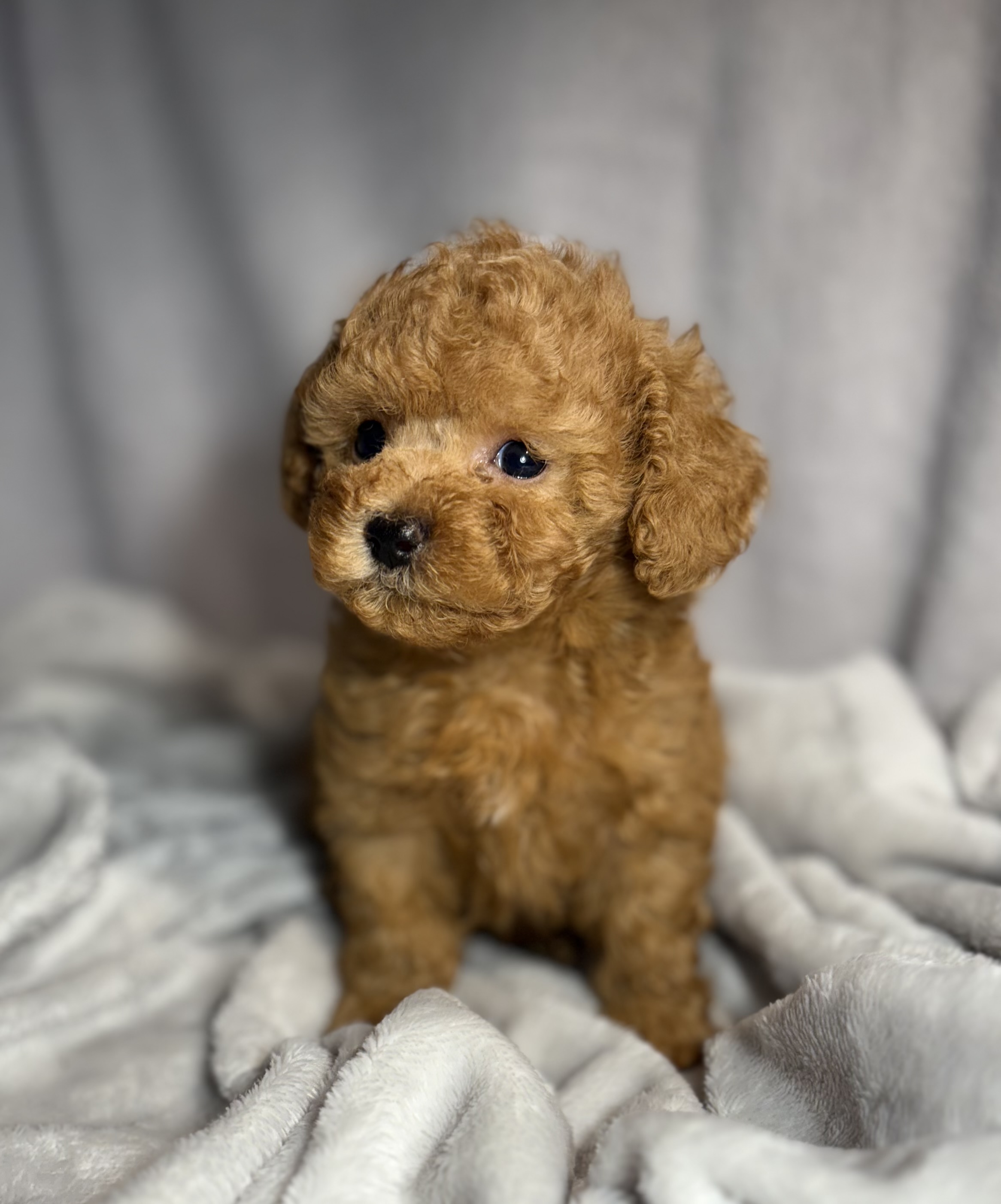 Theo Tcup Tiny Toy Poodle
