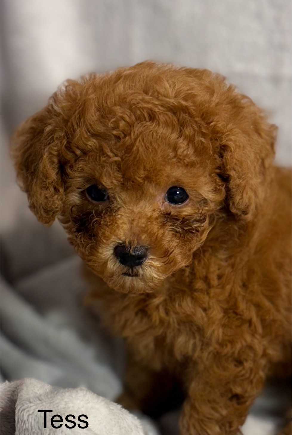 Tess Tcup Tiny Toy Poodle. 