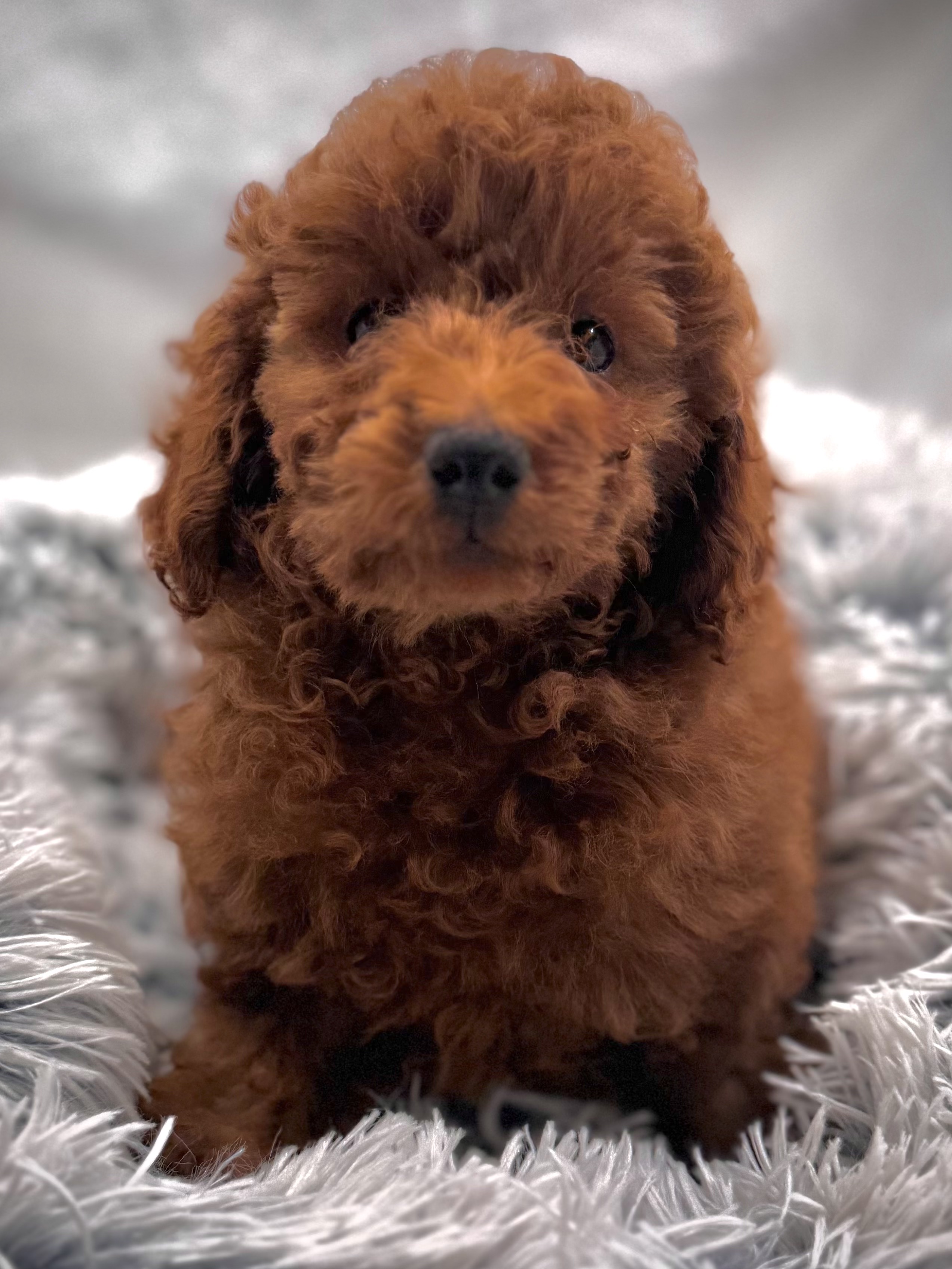 Female Red Toy Poodle Puppy