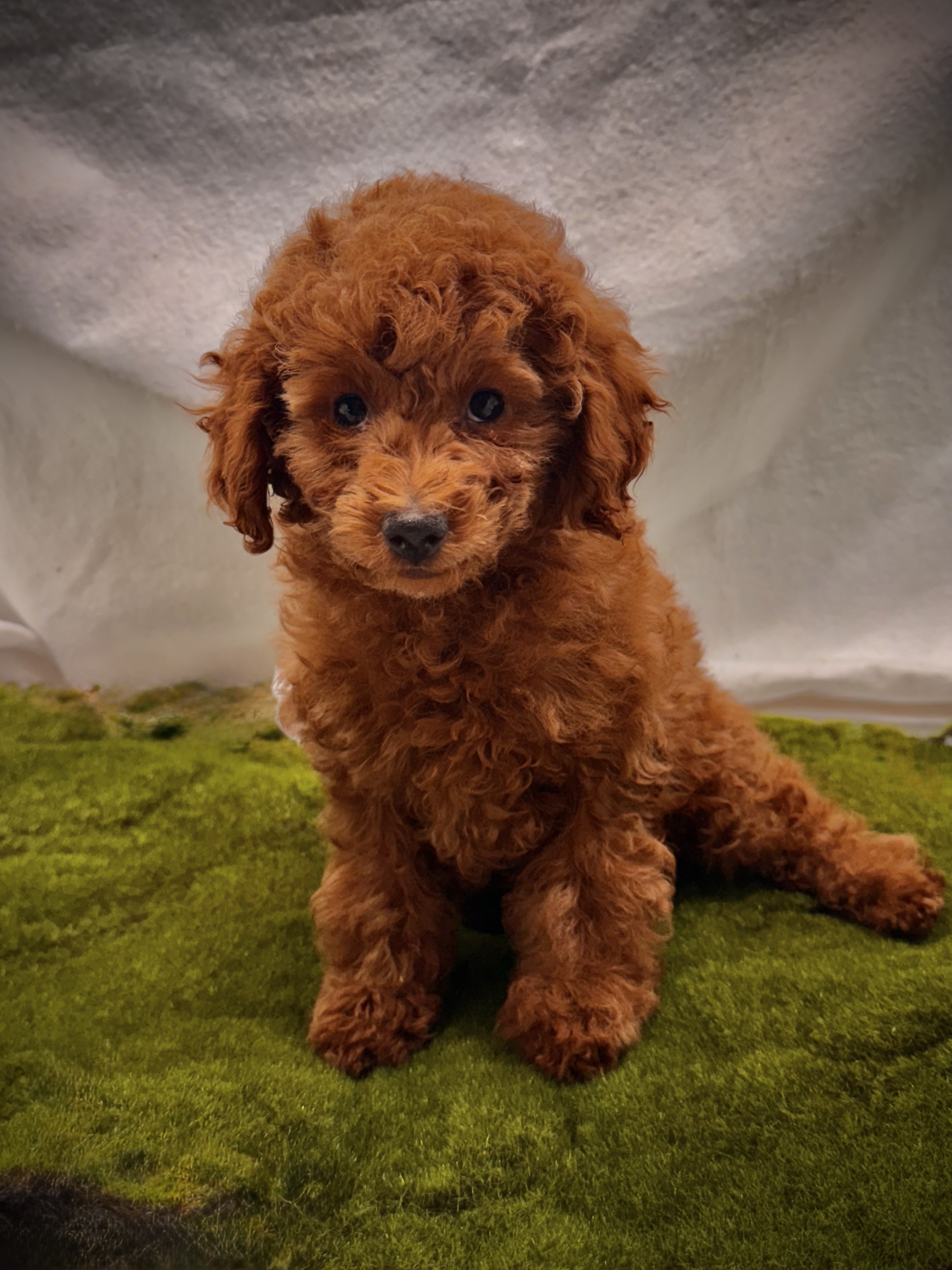 Female Red Toy Poodle Puppy