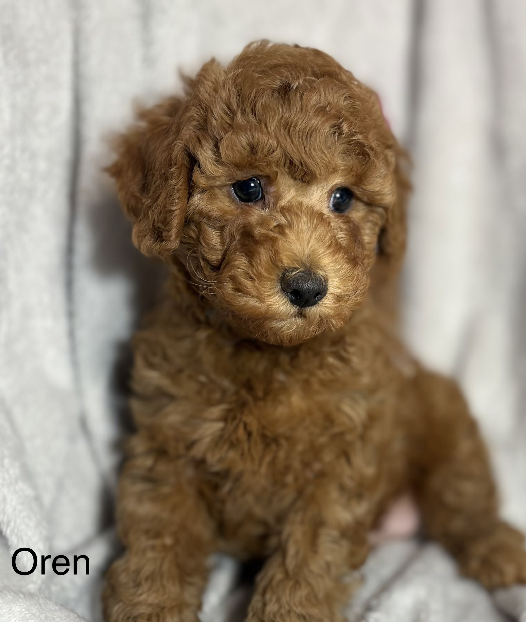 Oren - Red Male