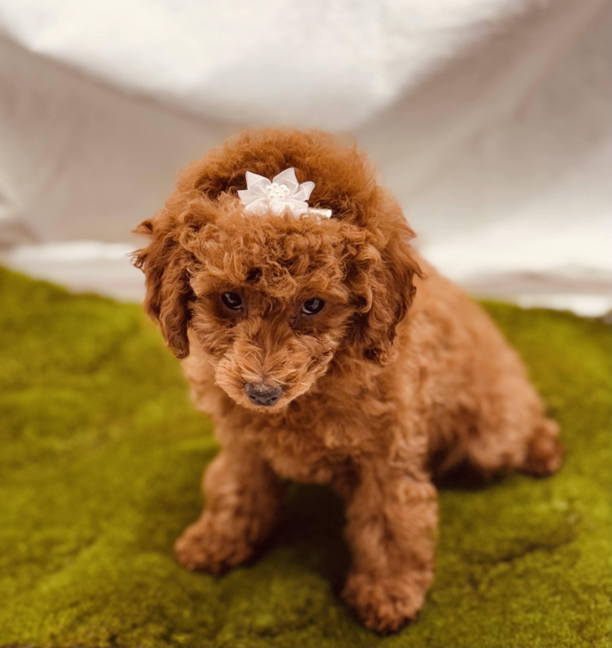 Female Red Toy Poodle Puppy