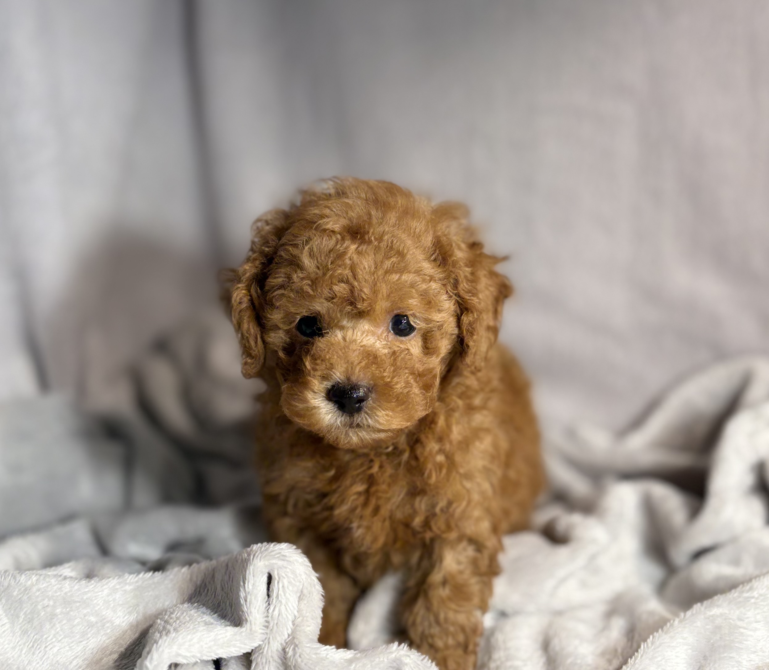 Louie Tcup Tiny Toy Poodle