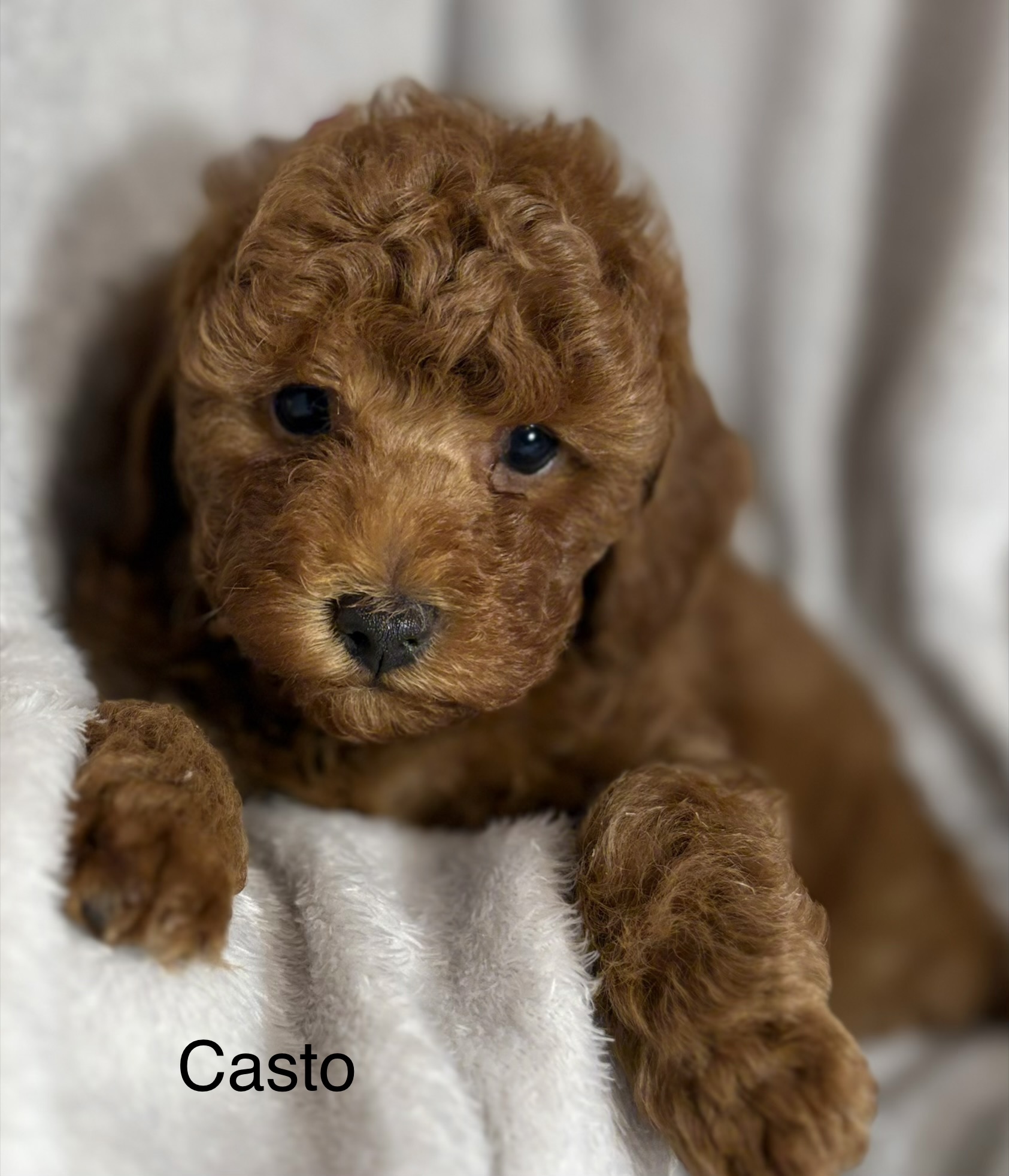 Casto - Red Male