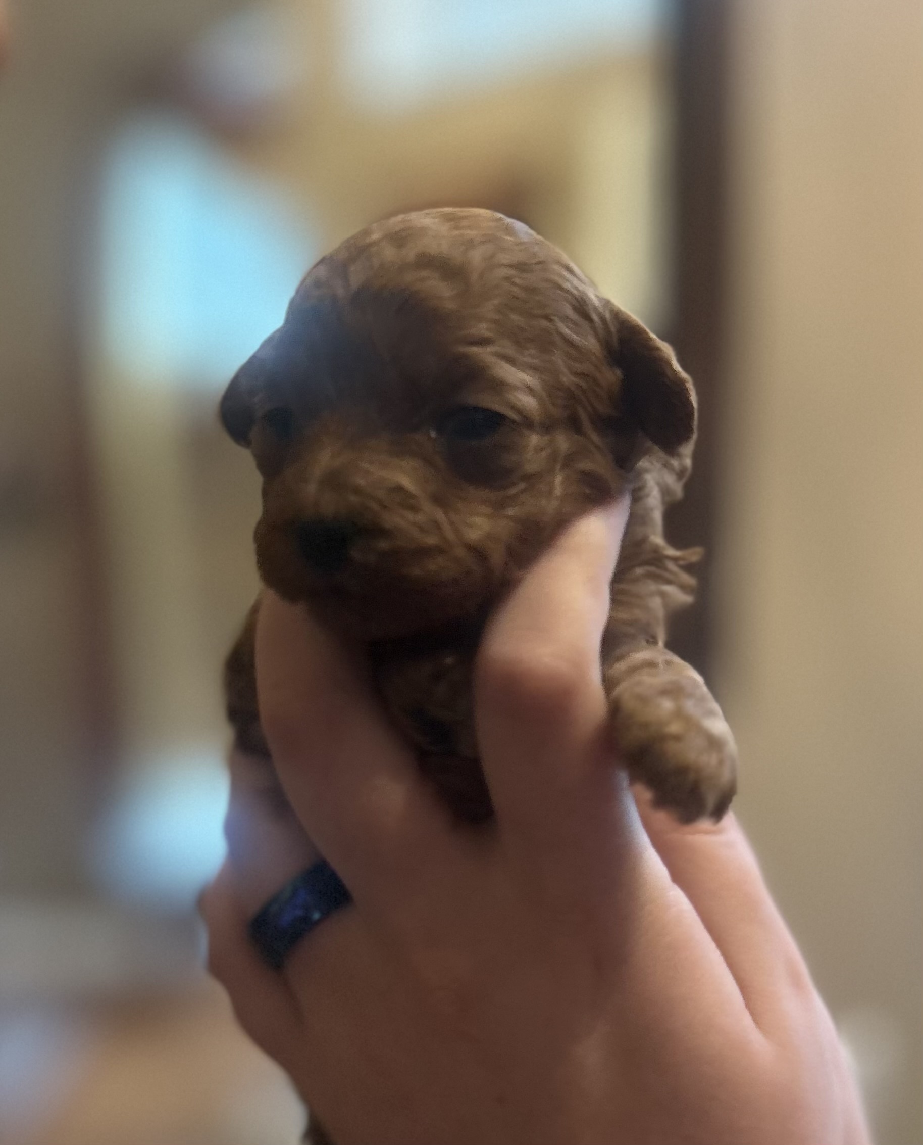 Welcoming New Little Joys in July