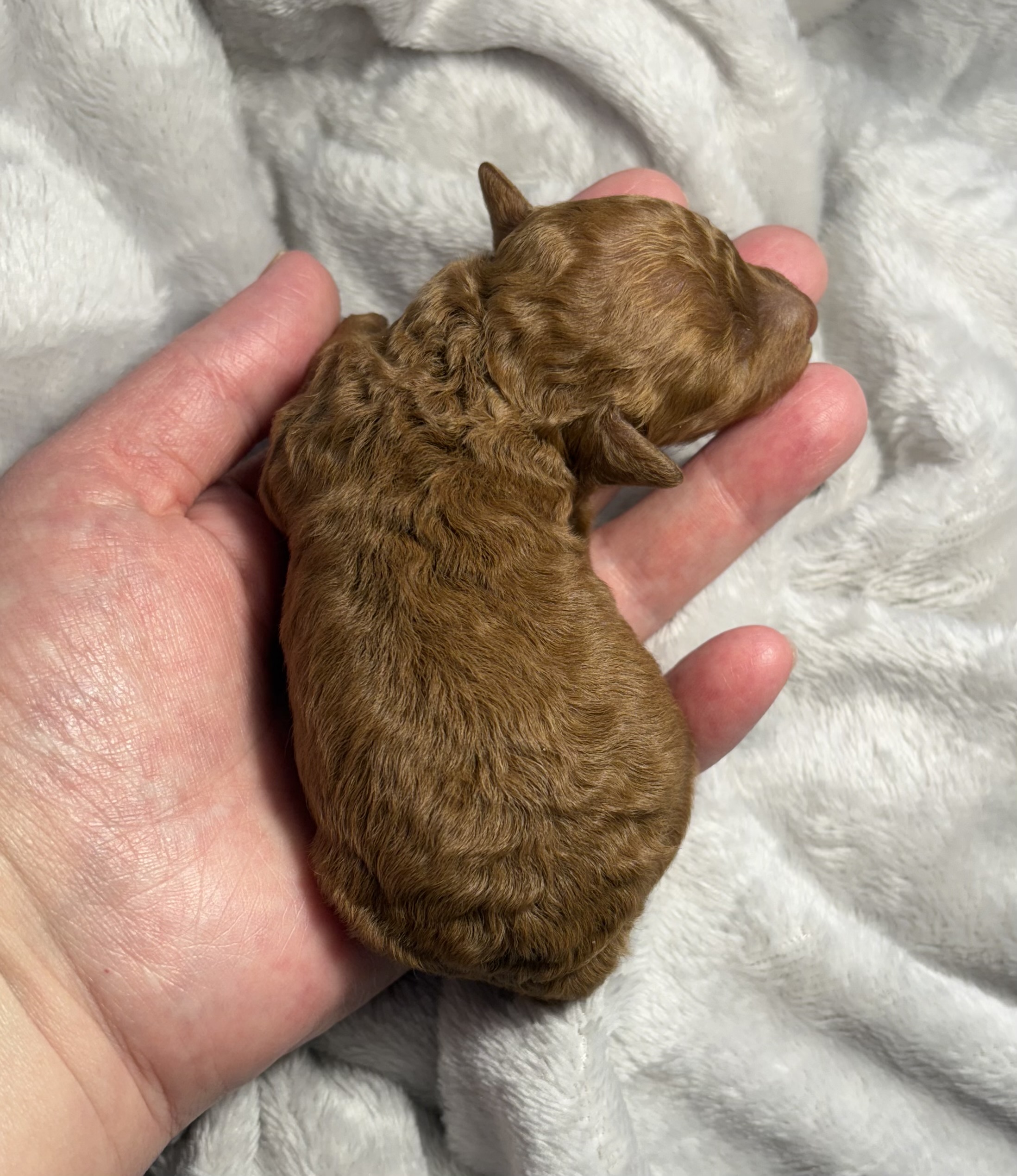 Welcoming New Little Joys in July