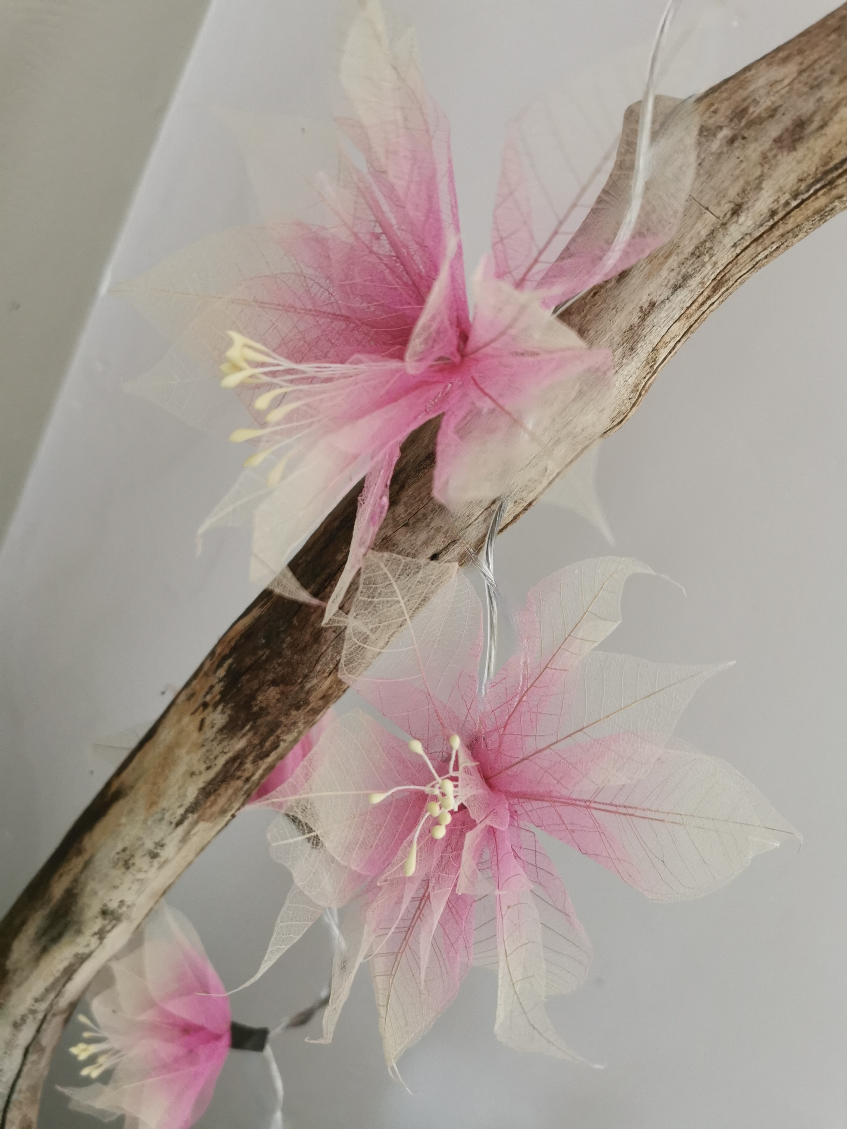 LA GERBILA ROSE/ECRUE