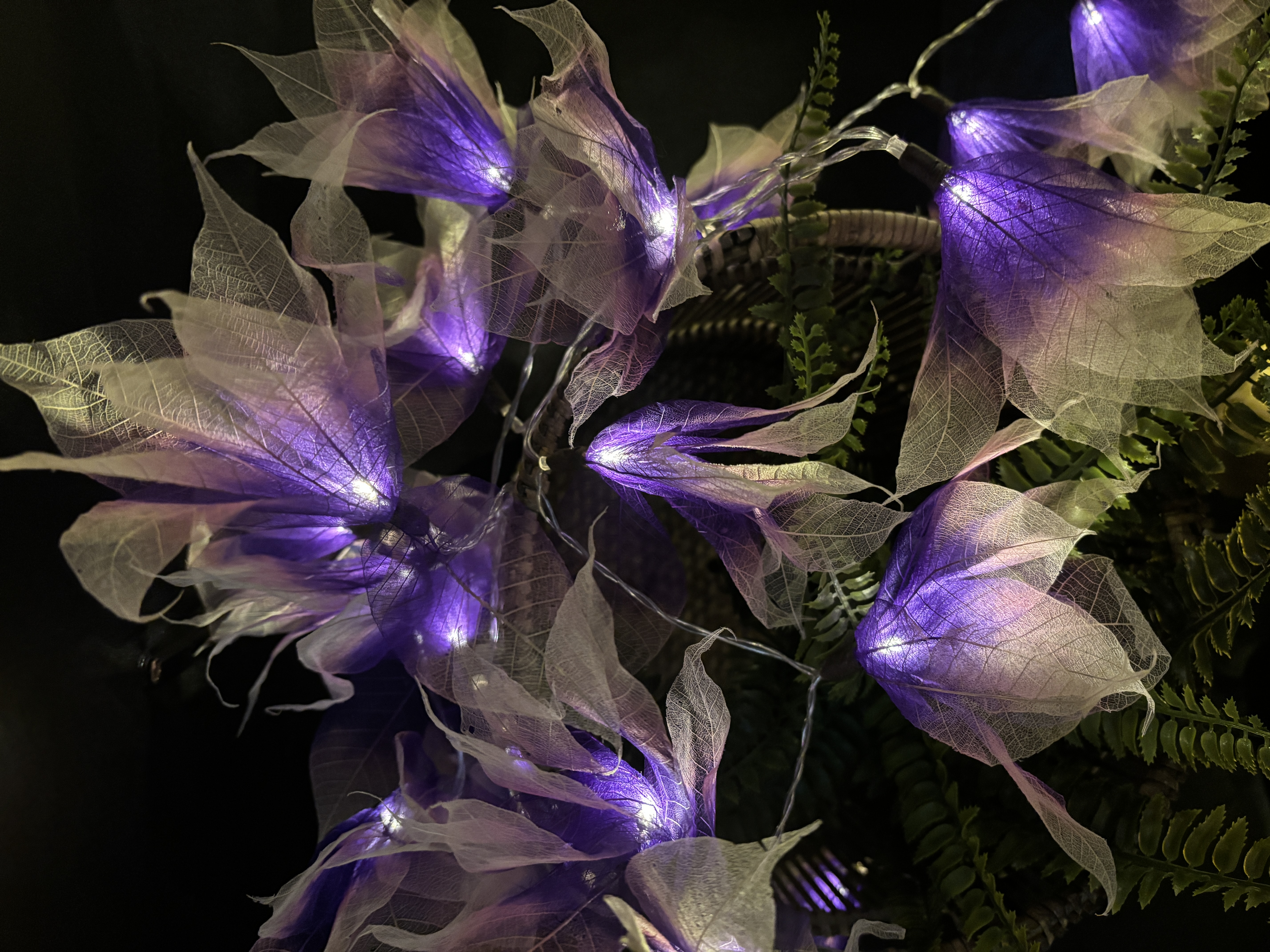 LA STAR VIOLETTE/ECRUE