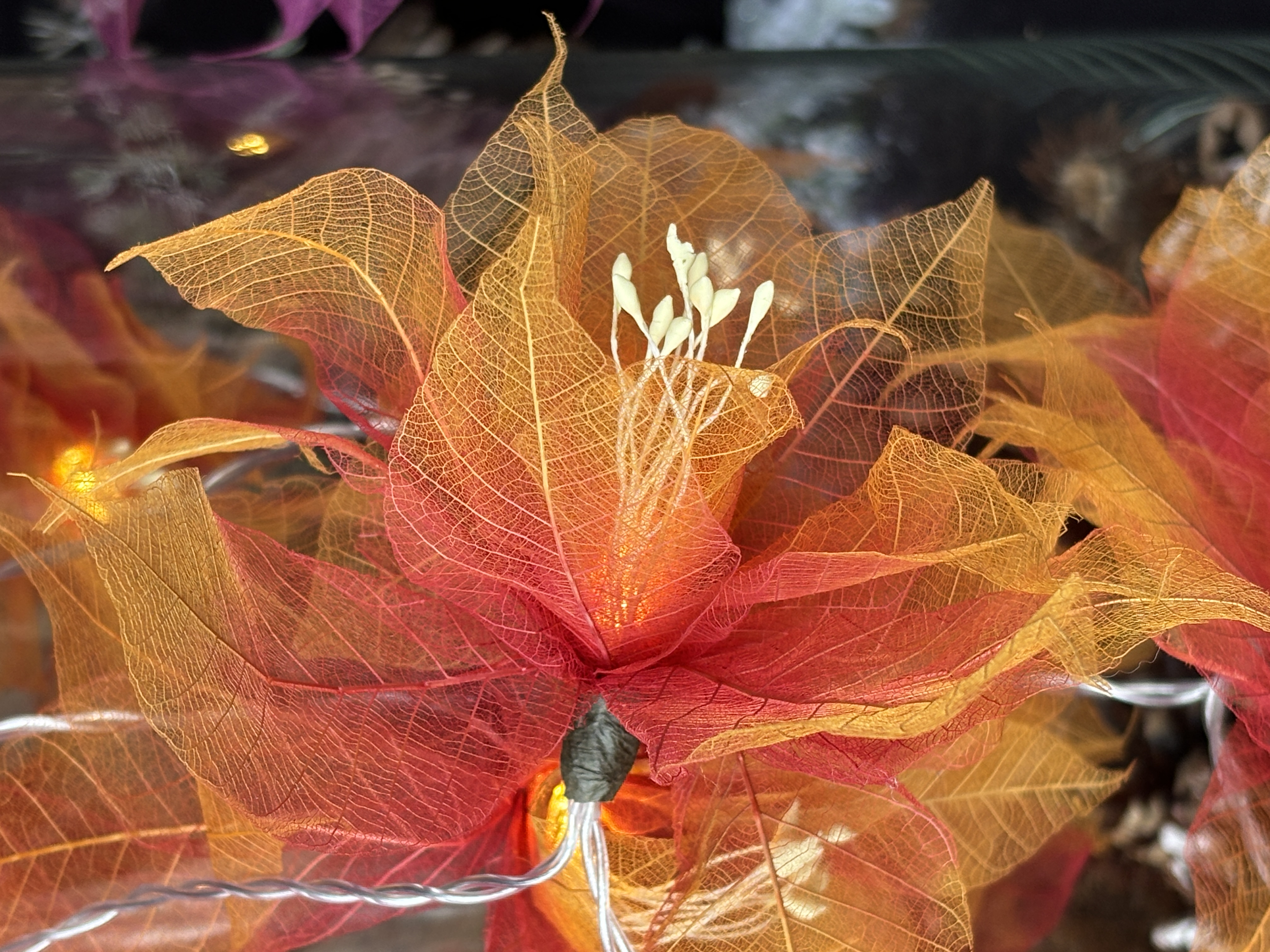 LA GERBILA ROUGE/ORANGE