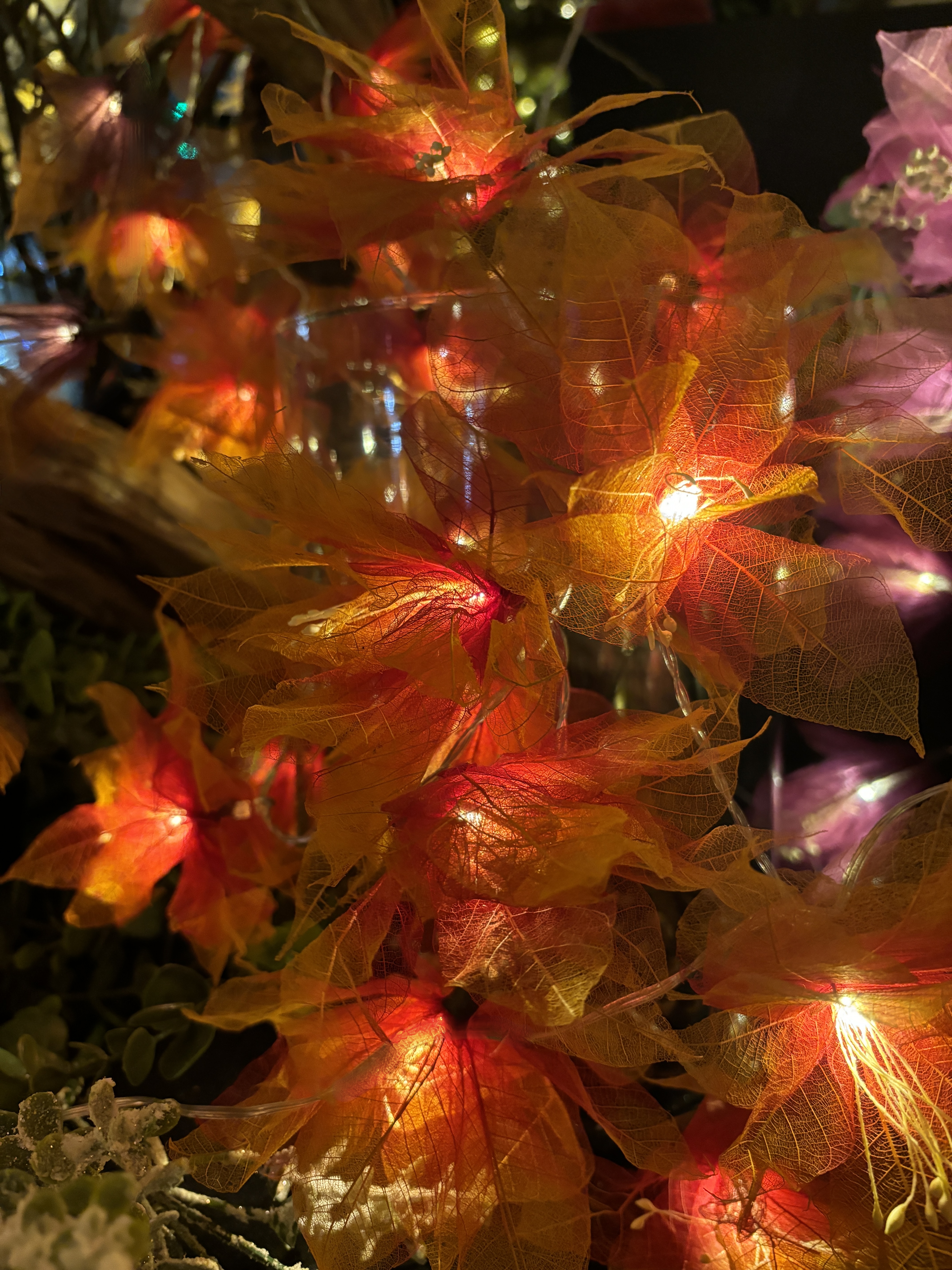 LA GERBILA ROUGE/ORANGE