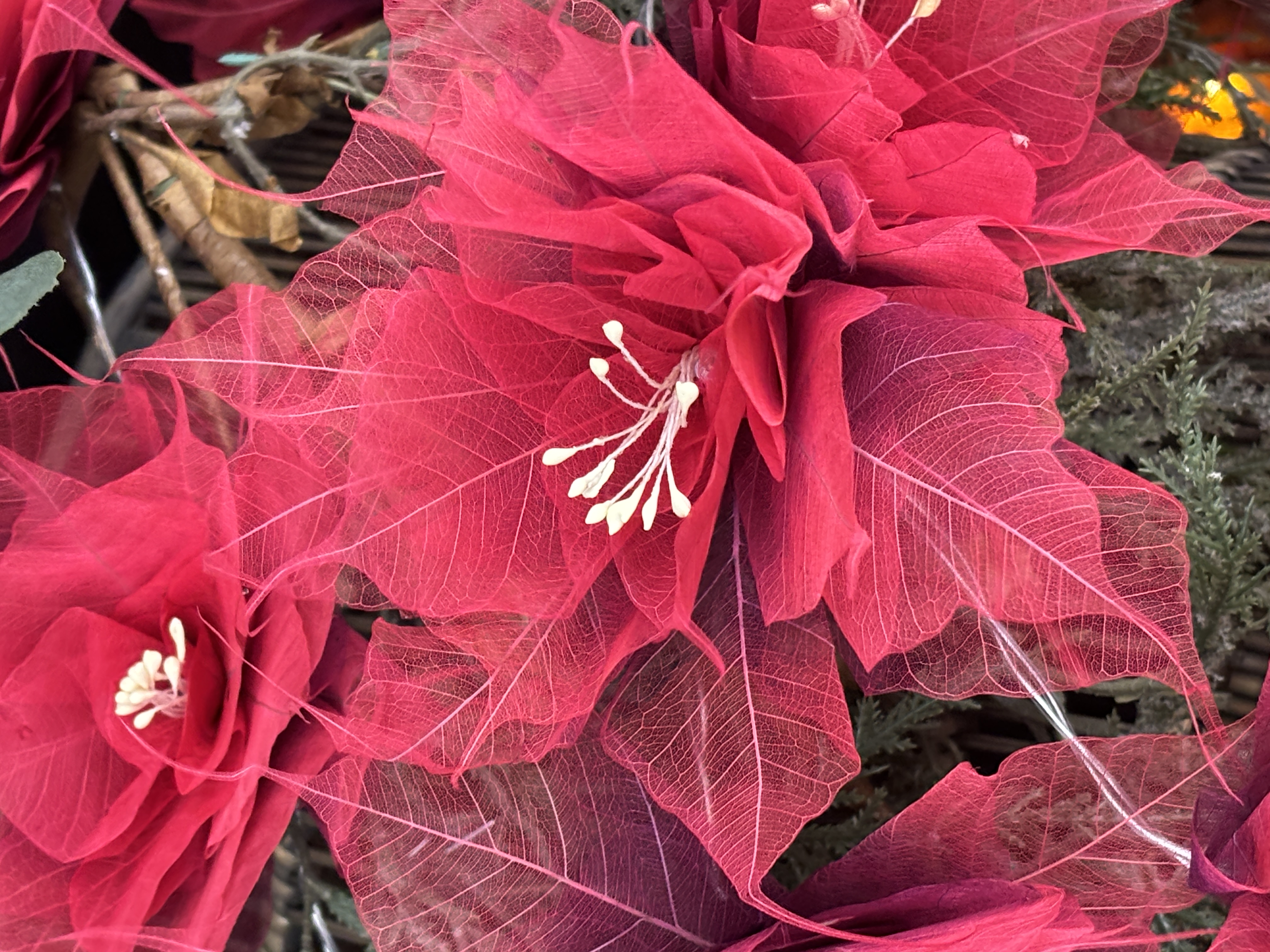 LA GRANDE PIVOINE BORDEAUX/ROUGE