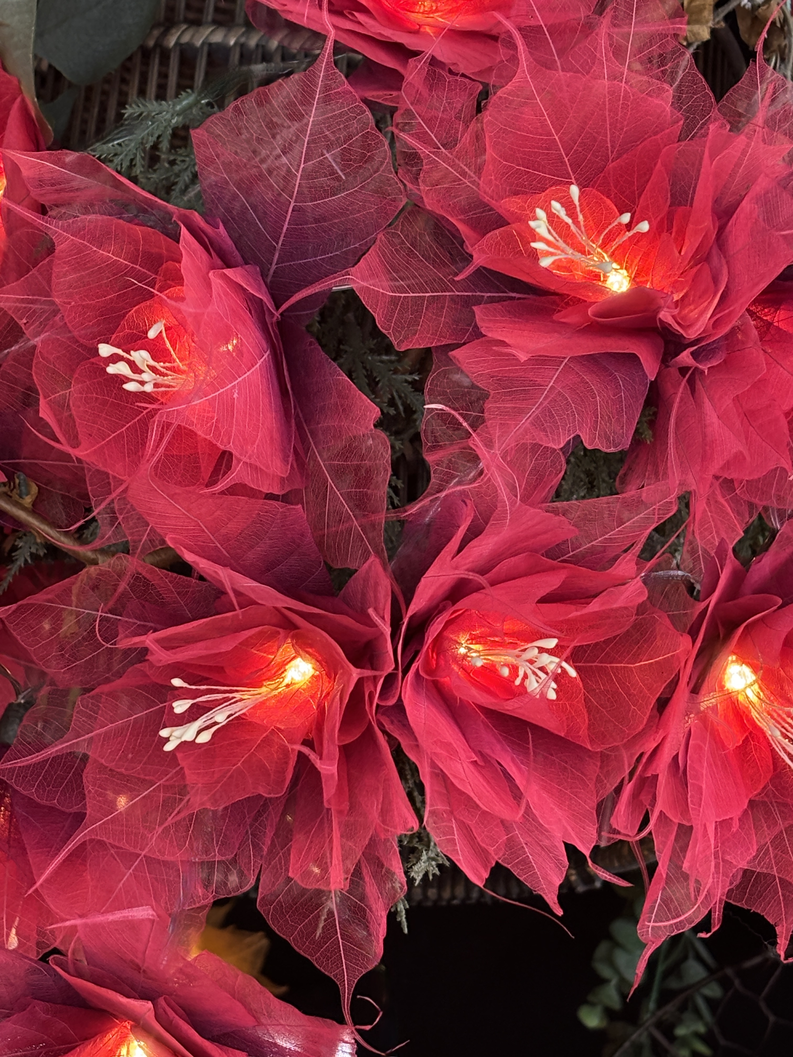 LA GRANDE PIVOINE BORDEAUX/ROUGE
