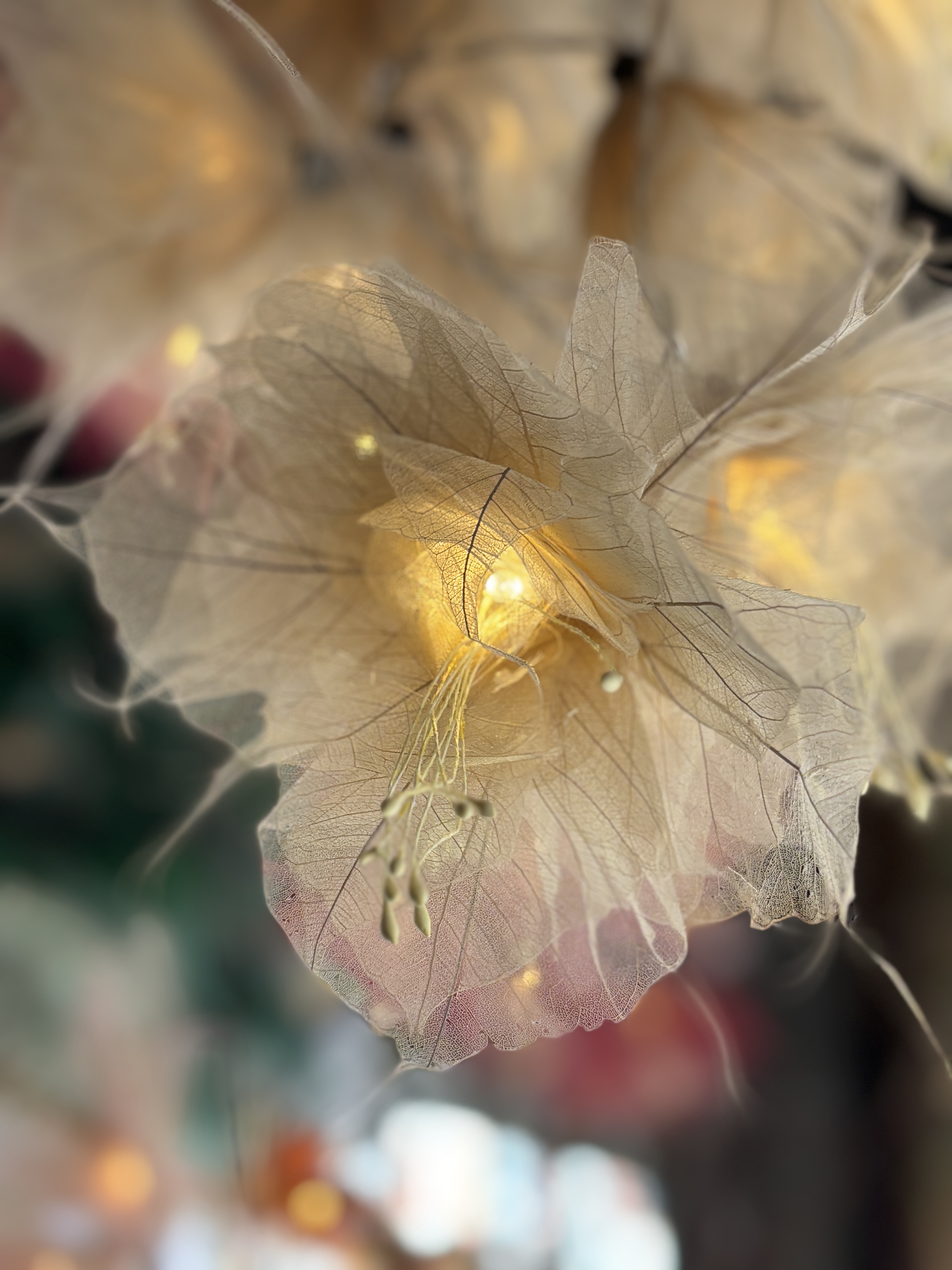 LA GRANDE PIVOINE ECRUE