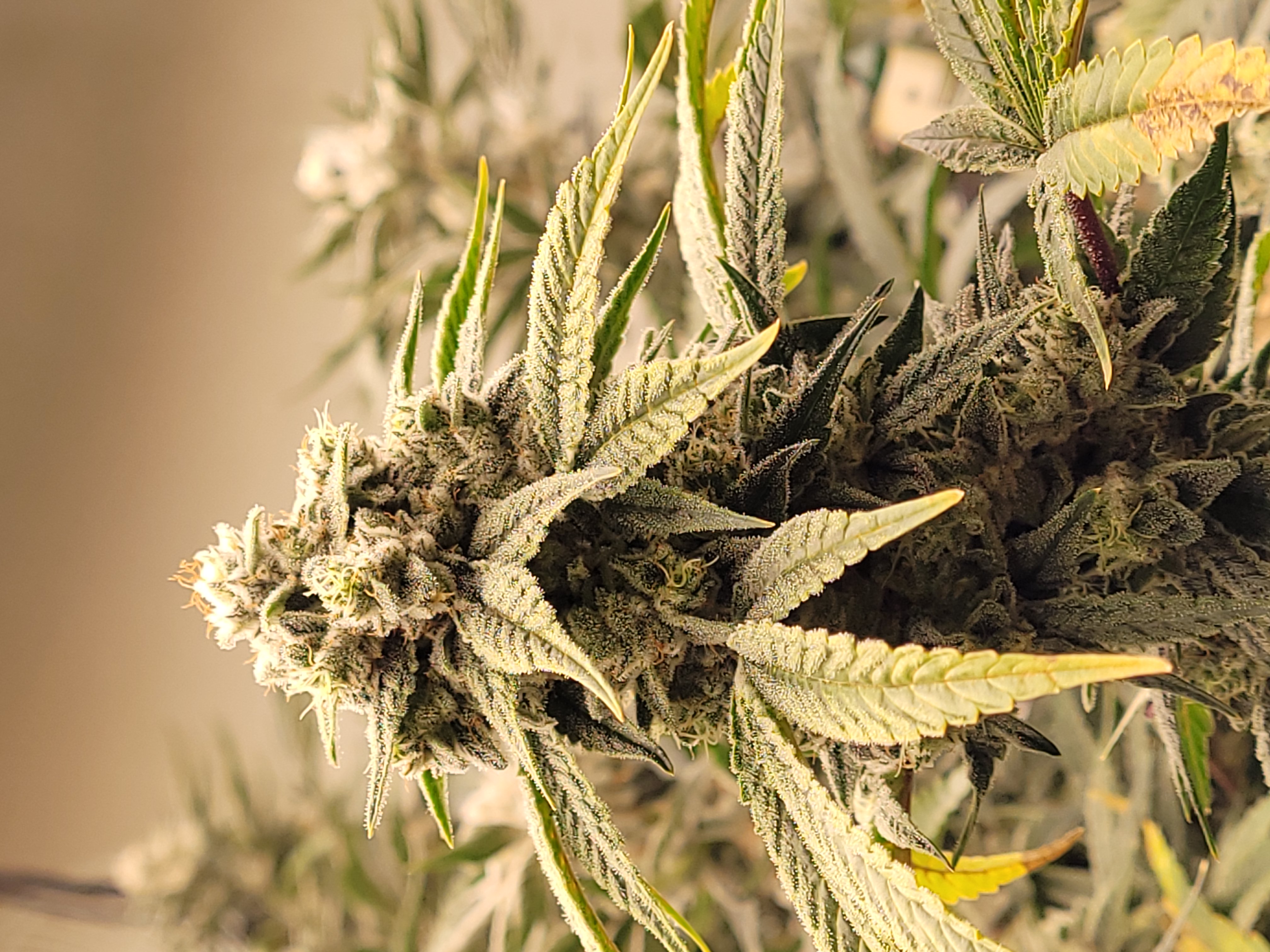 Super Lemon Haze Seeds