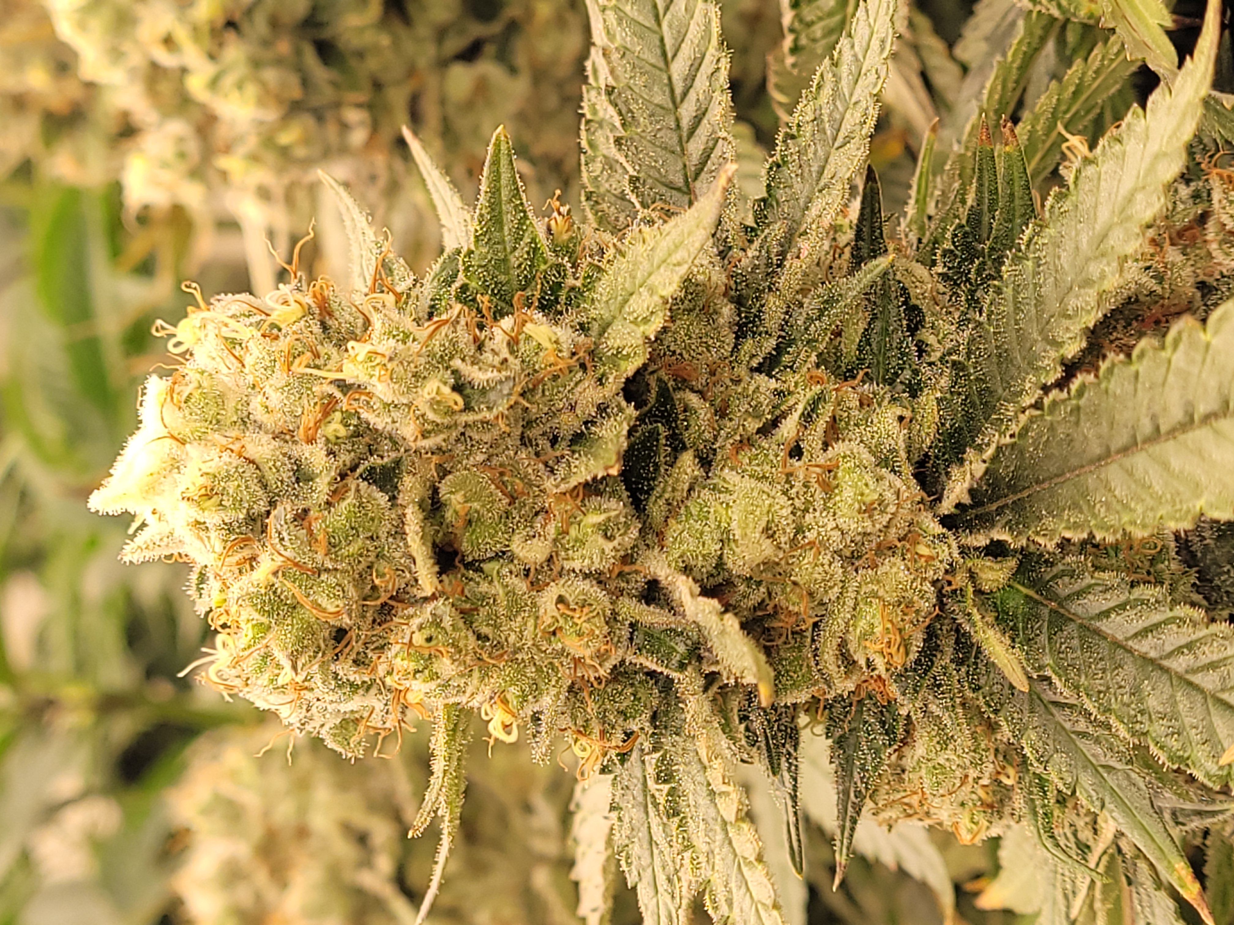 Super Lemon Haze Seeds
