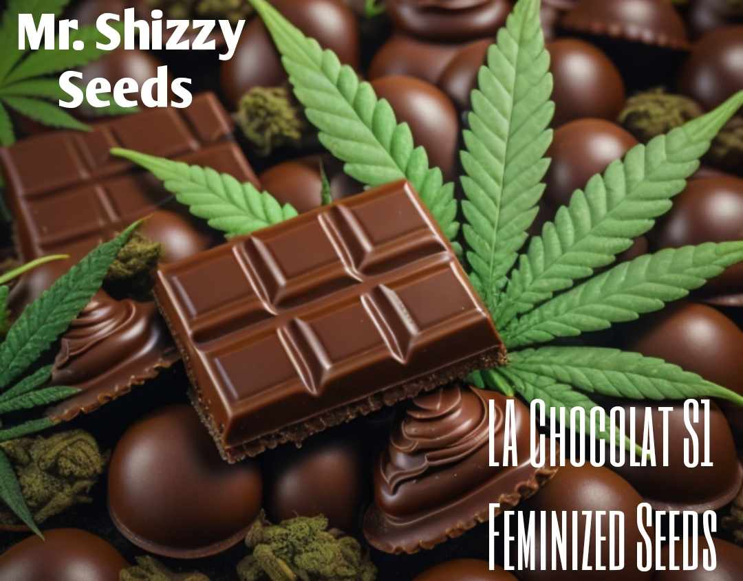 LA Chocolat S1 - Feminized Seeds