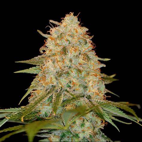 LA Chocolat S1 - Feminized Seeds
