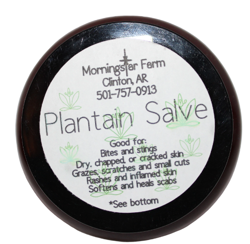 Plantain Salve with Lavender Essential Oil