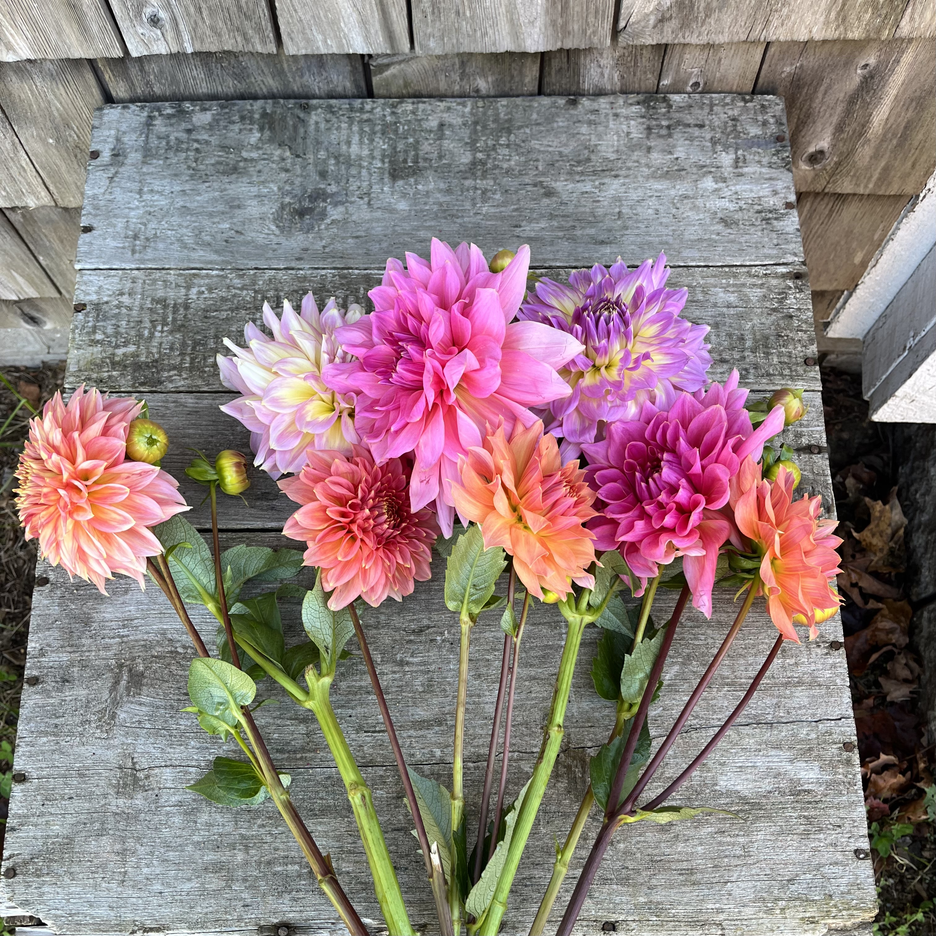 Late Summer Queen Dahlia Share