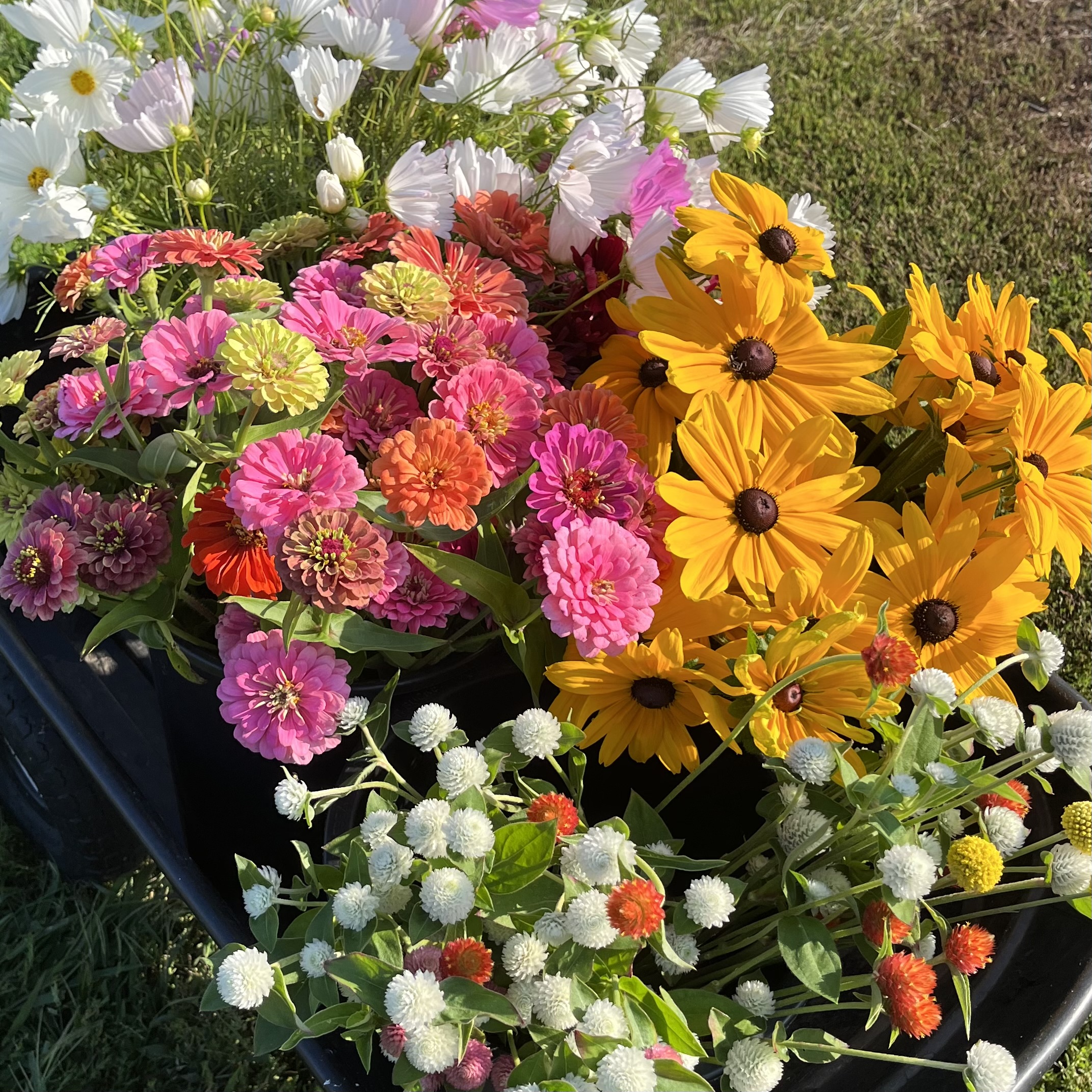 Bright and Cheerful Mid Summer Share