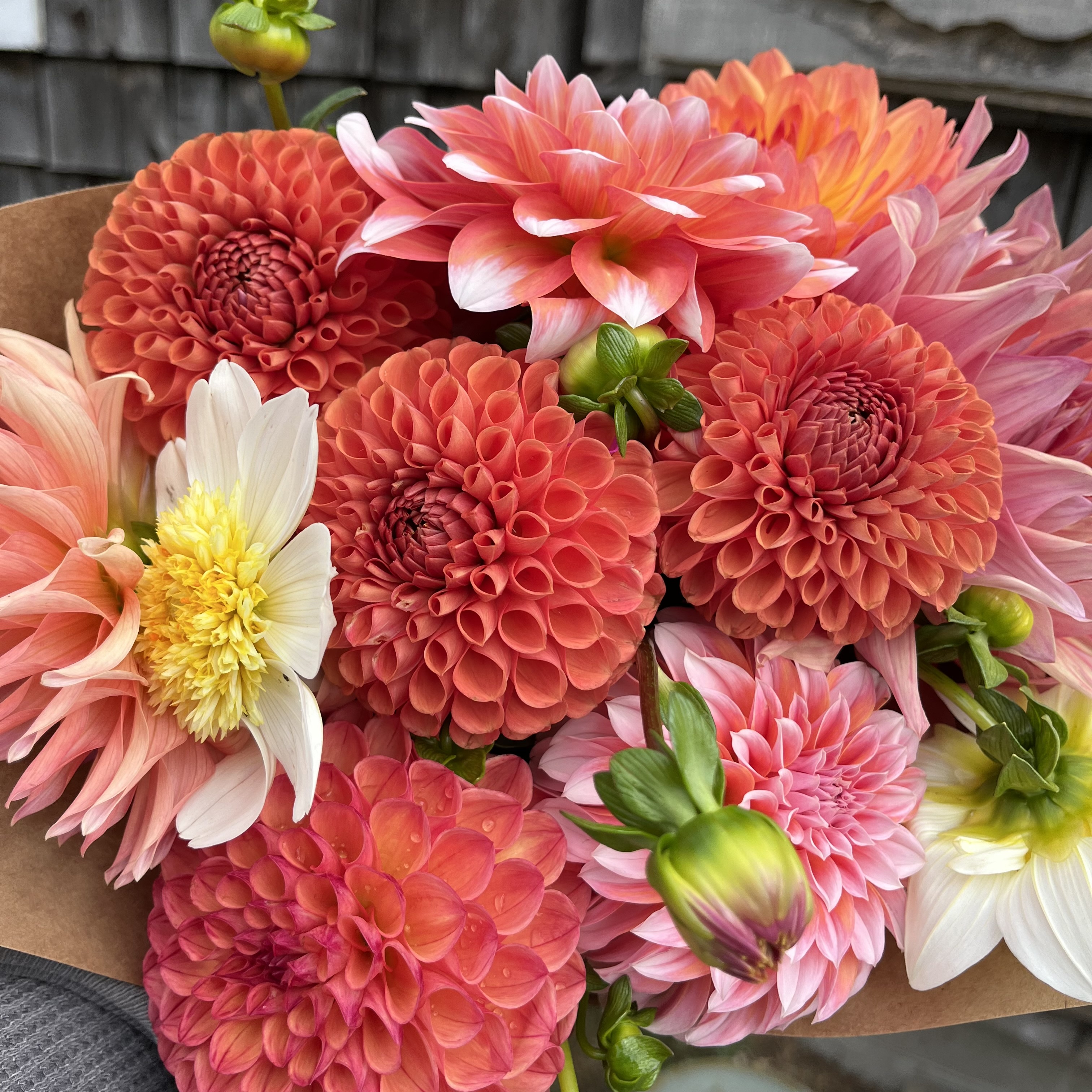 Late Summer Queen Dahlia Share