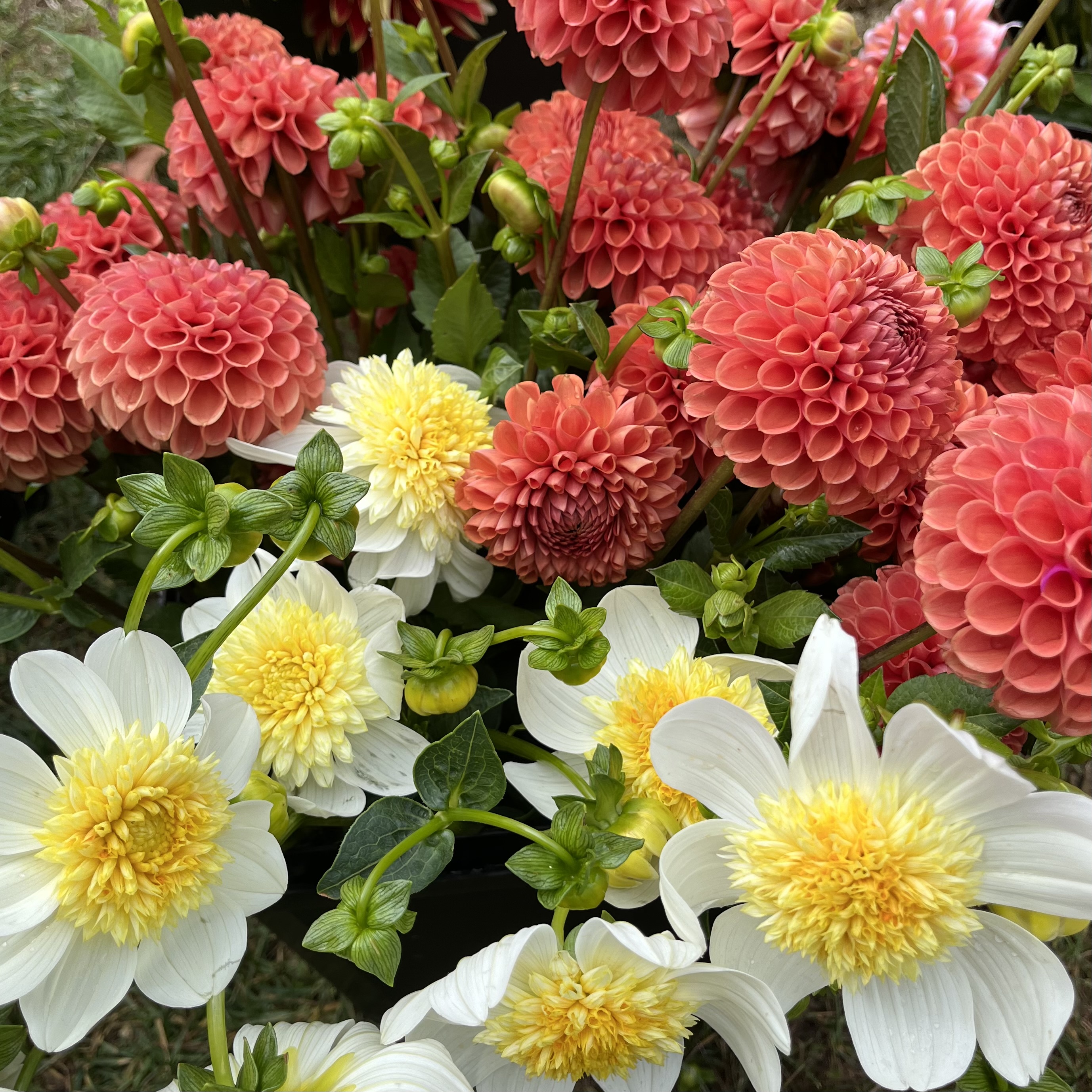 Late Summer Queen Dahlia Share