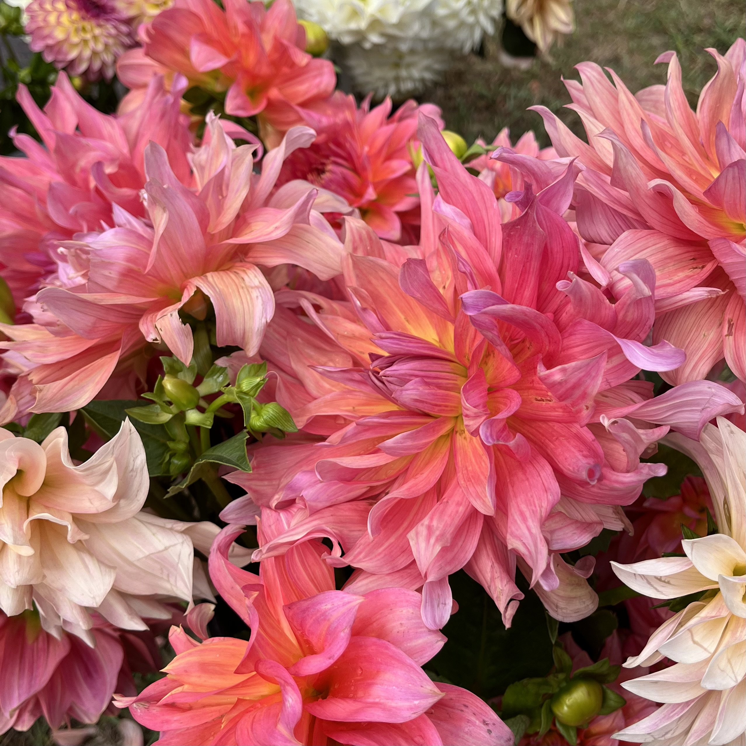 Late Summer Queen Dahlia Share