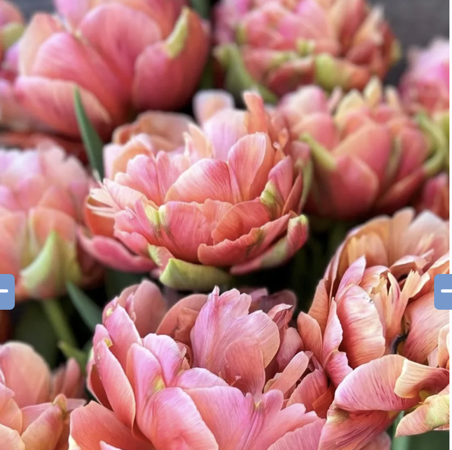 First Blooms Specialty Tulip Share