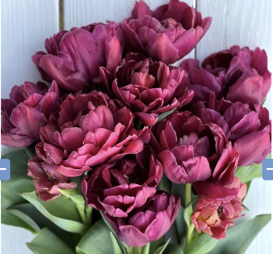 First Blooms Specialty Tulip Share