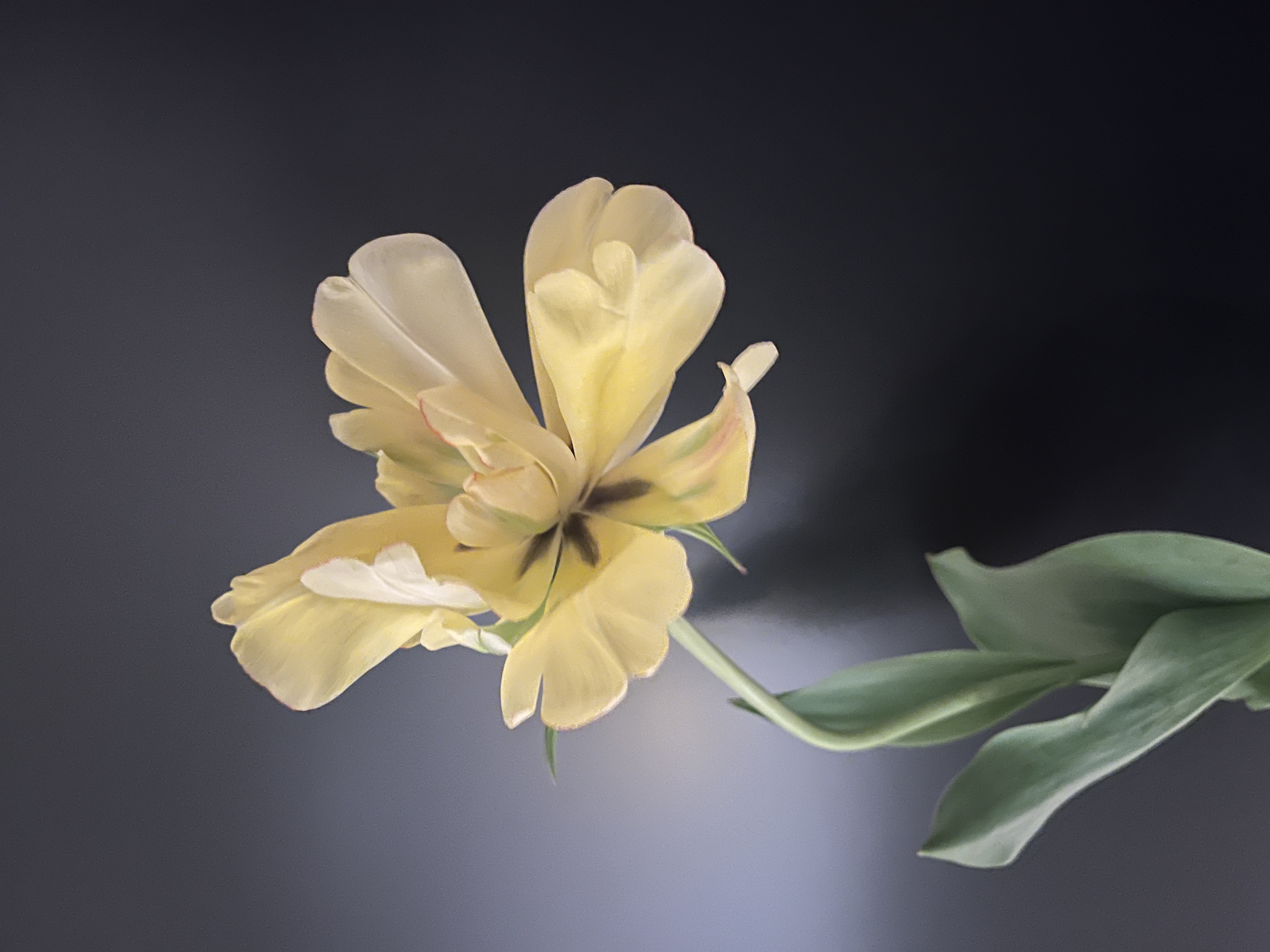 First Blooms Specialty Tulip Share