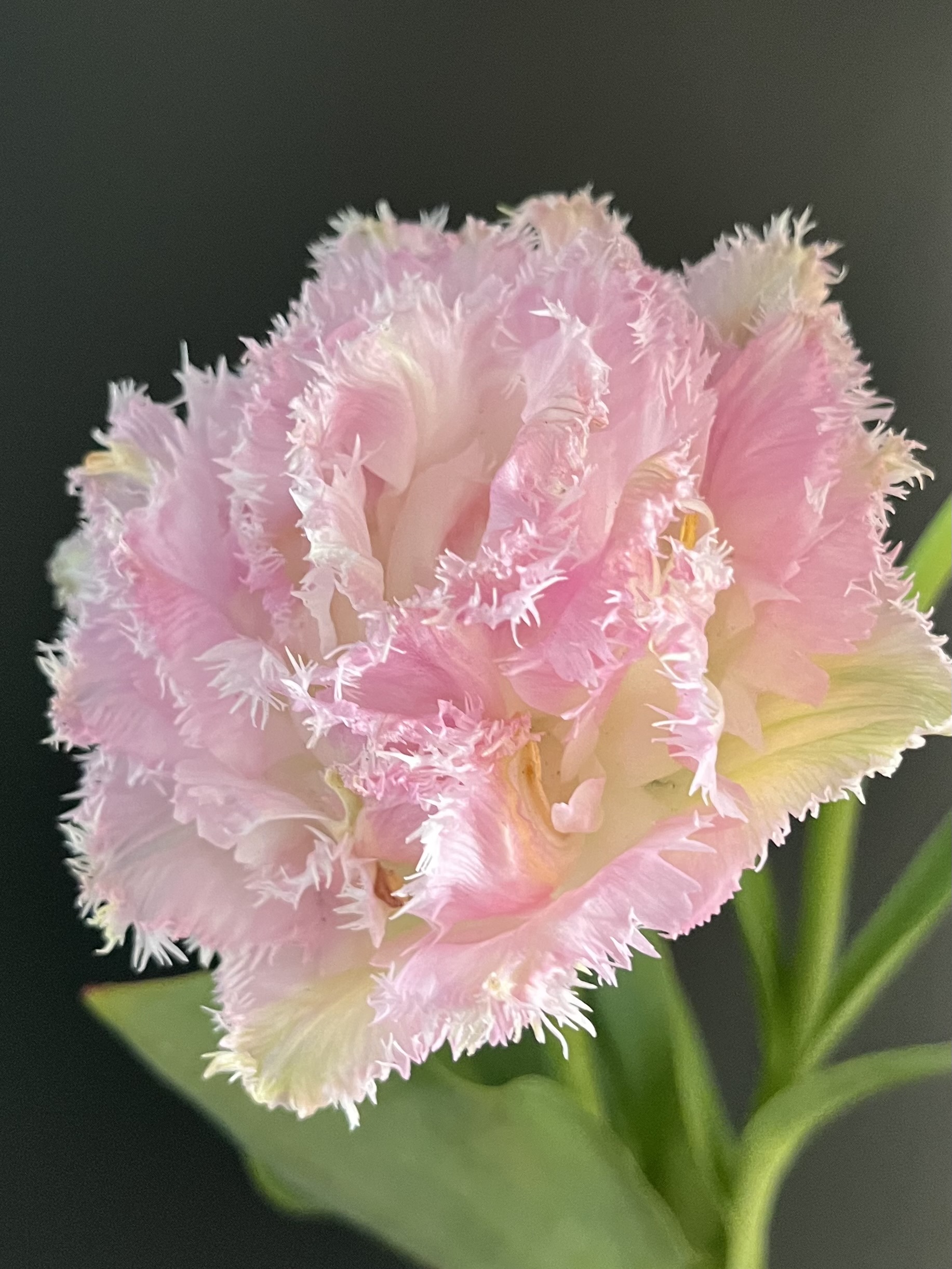 First Blooms Specialty Tulip Share