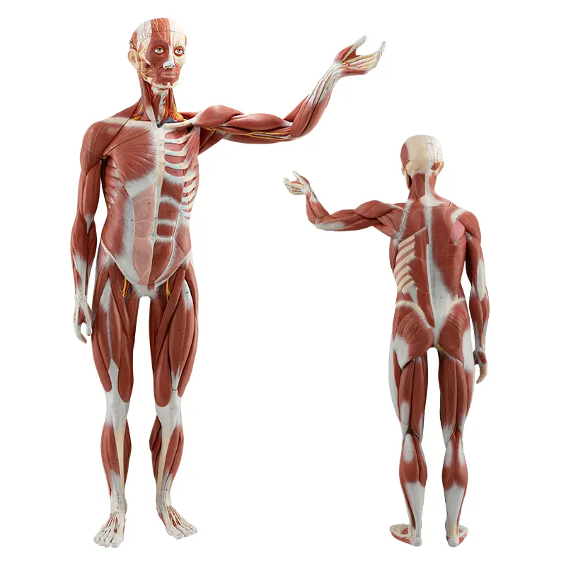 ERKEK KAS FİGÜRÜ VE İÇ ORGANLARI (36 PARÇALI)