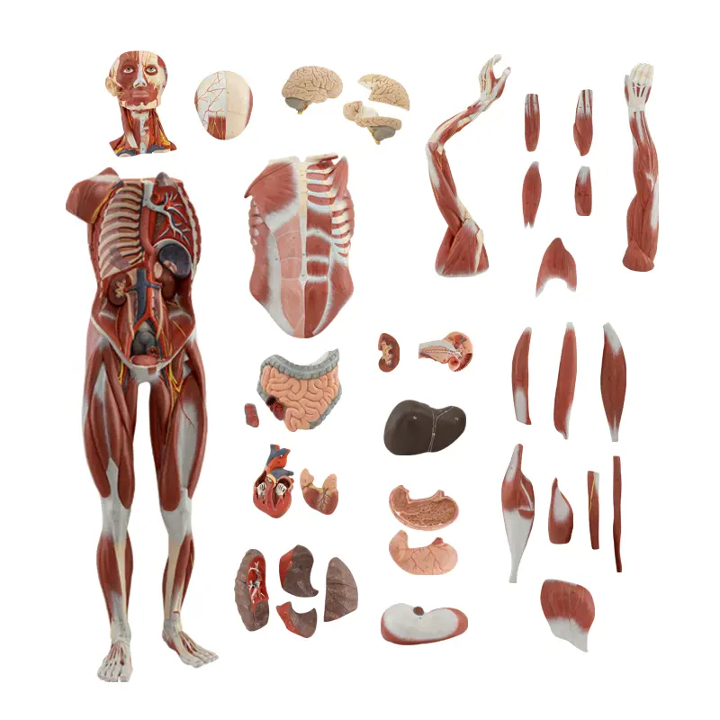 ERKEK KAS FİGÜRÜ VE İÇ ORGANLARI (36 PARÇALI)