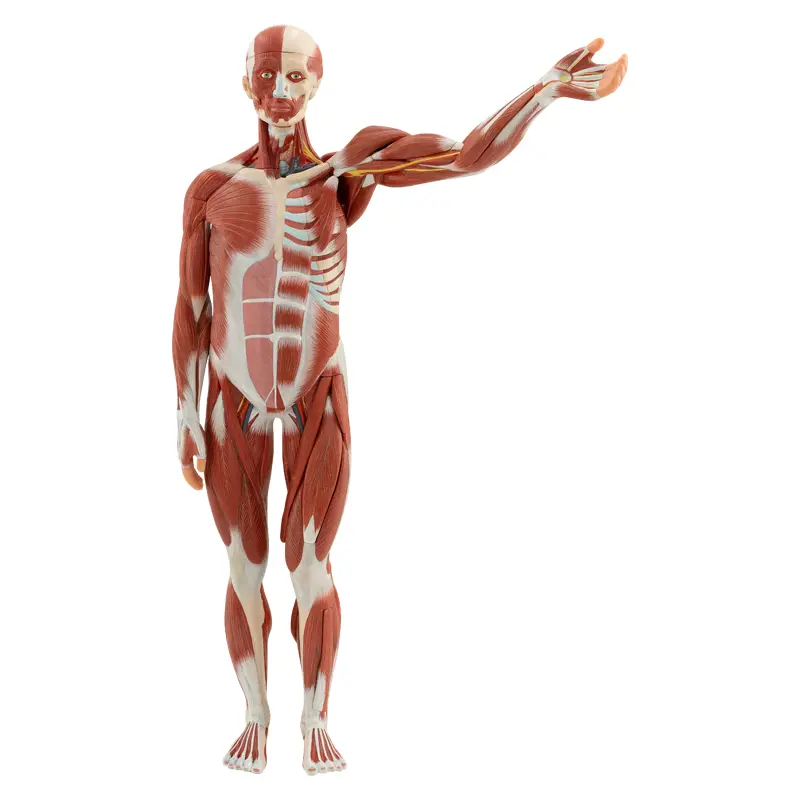 ERKEK KAS FİGÜRÜ VE İÇ ORGANLARI (27 PARÇALI)