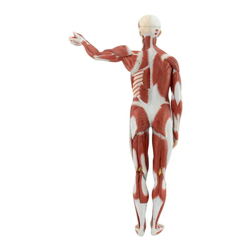 ERKEK KAS FİGÜRÜ VE İÇ ORGANLARI (27 PARÇALI)