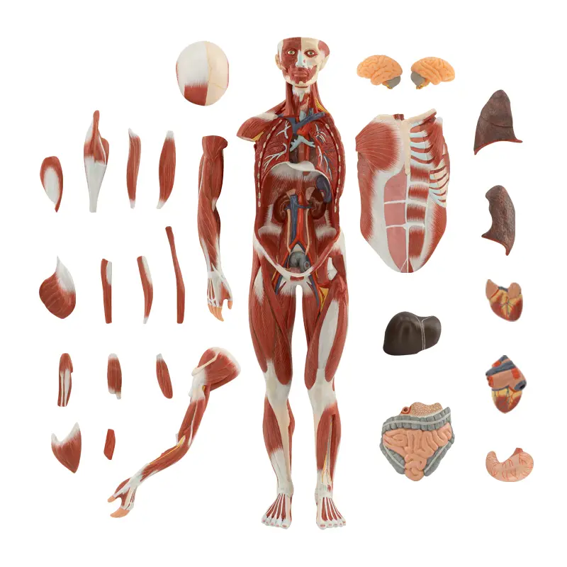 ERKEK KAS FİGÜRÜ VE İÇ ORGANLARI (27 PARÇALI)