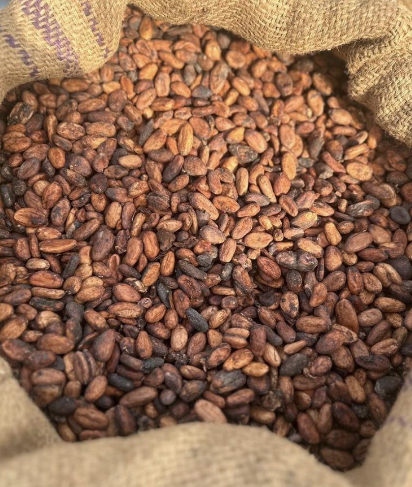 Cacao bean