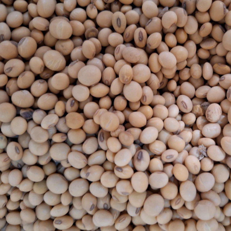 Soybean grains