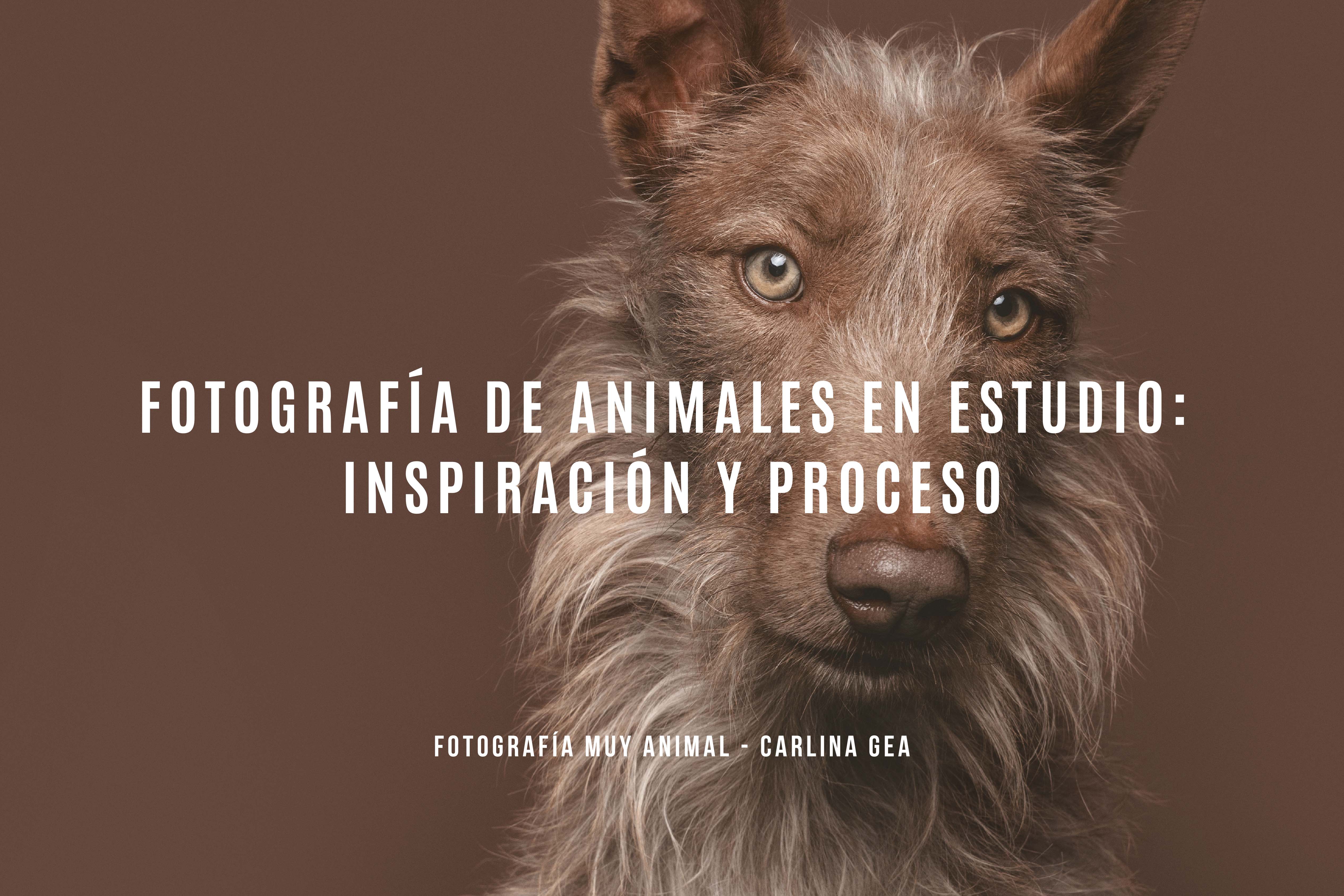 Fotografía de Animales en Estudio: Inspiración y Proceso