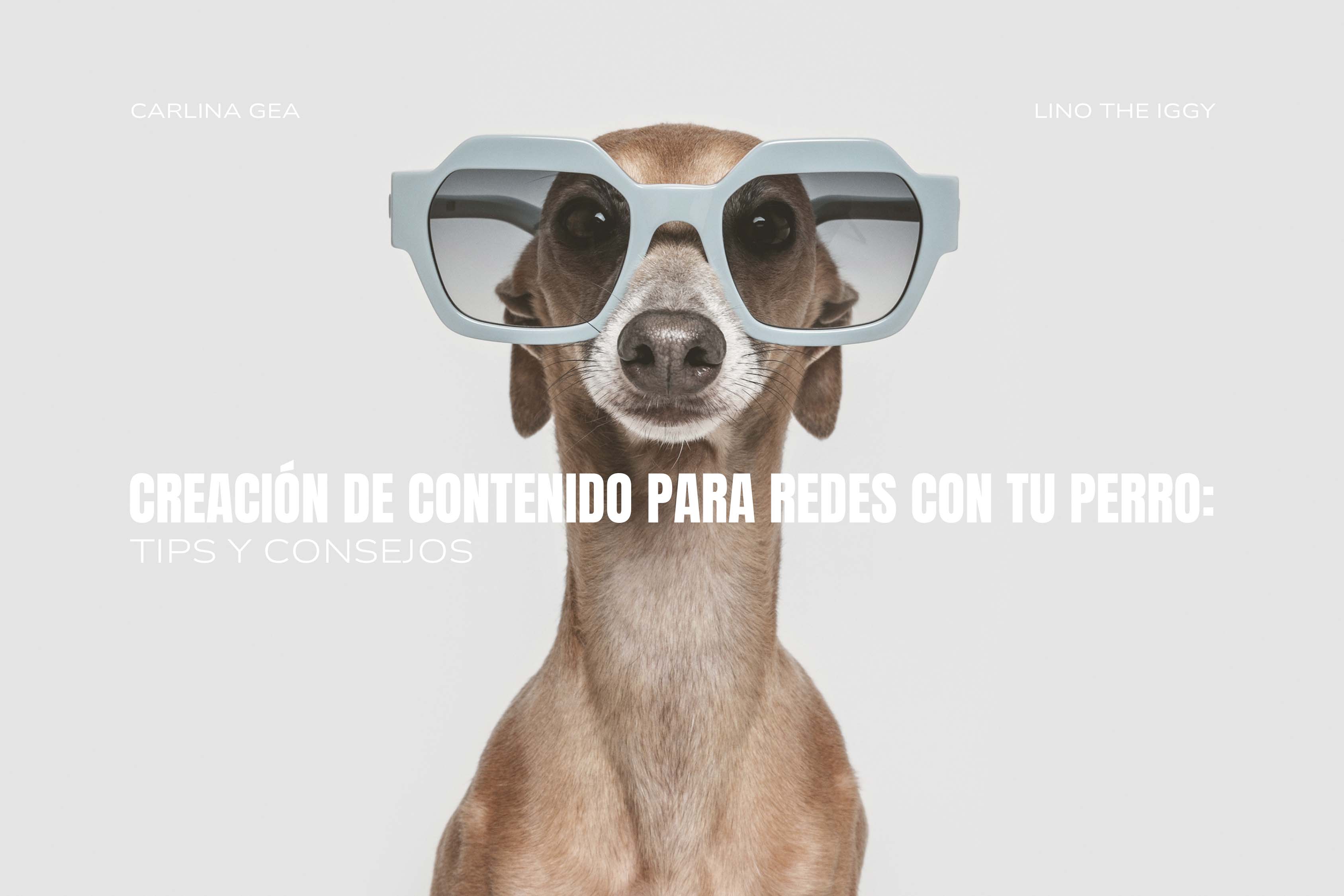 Creación de Contenido para Redes con tu Perro: Tips y Consejos