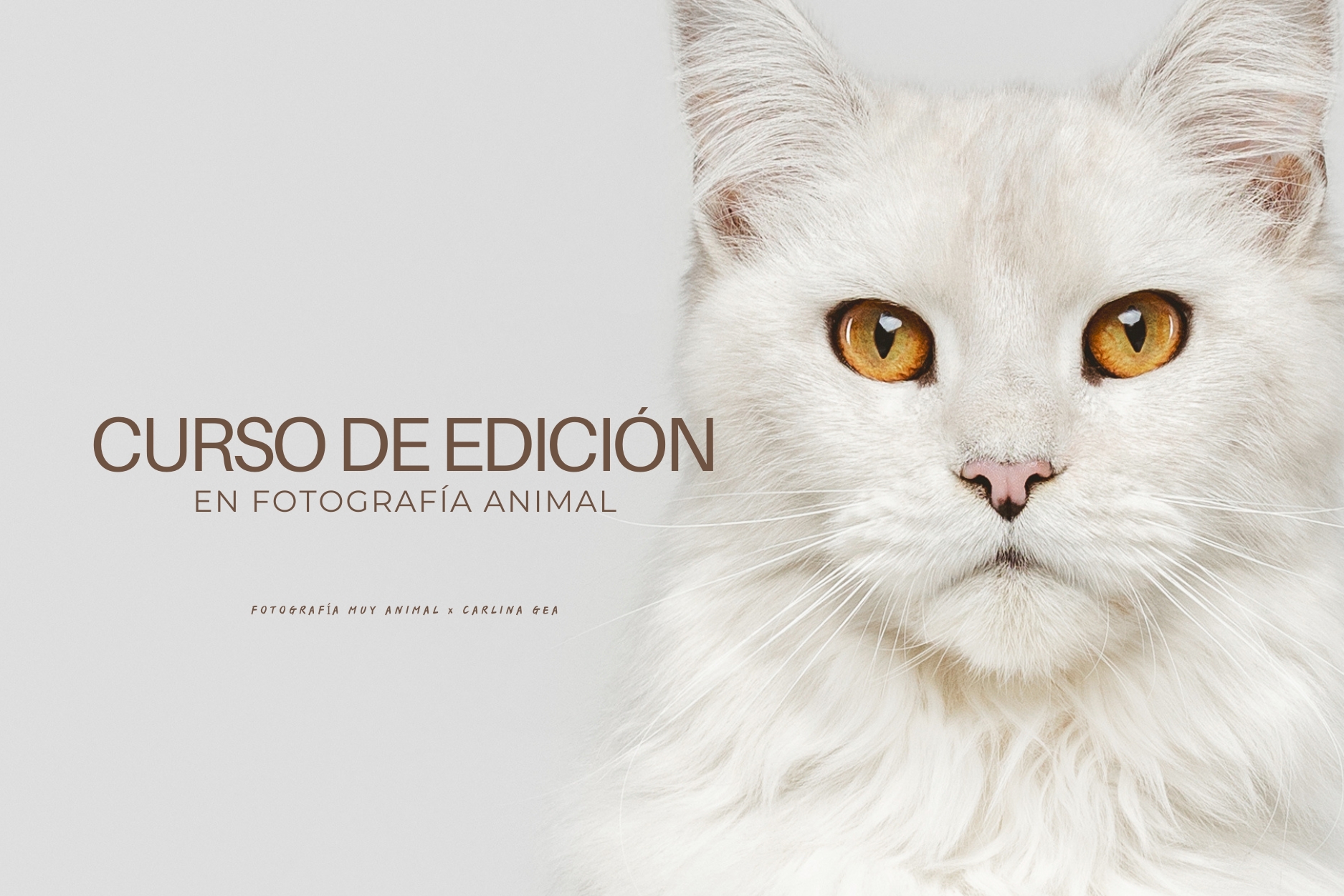 Curso de Edición en Fotografía Animal