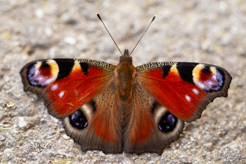 Digital Artwork/Photograph "Butterfly"